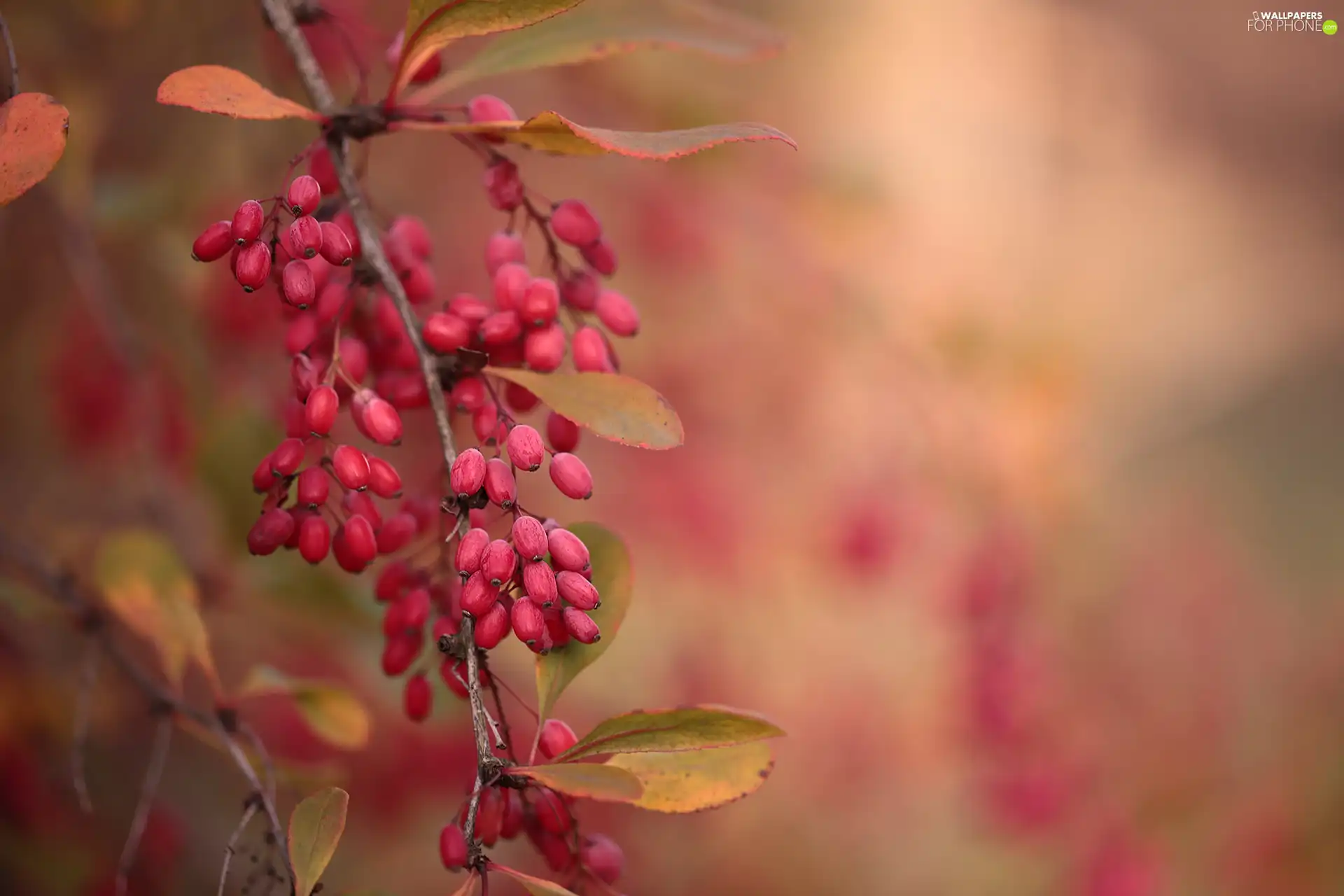 barberry, Fruits, twig, Red