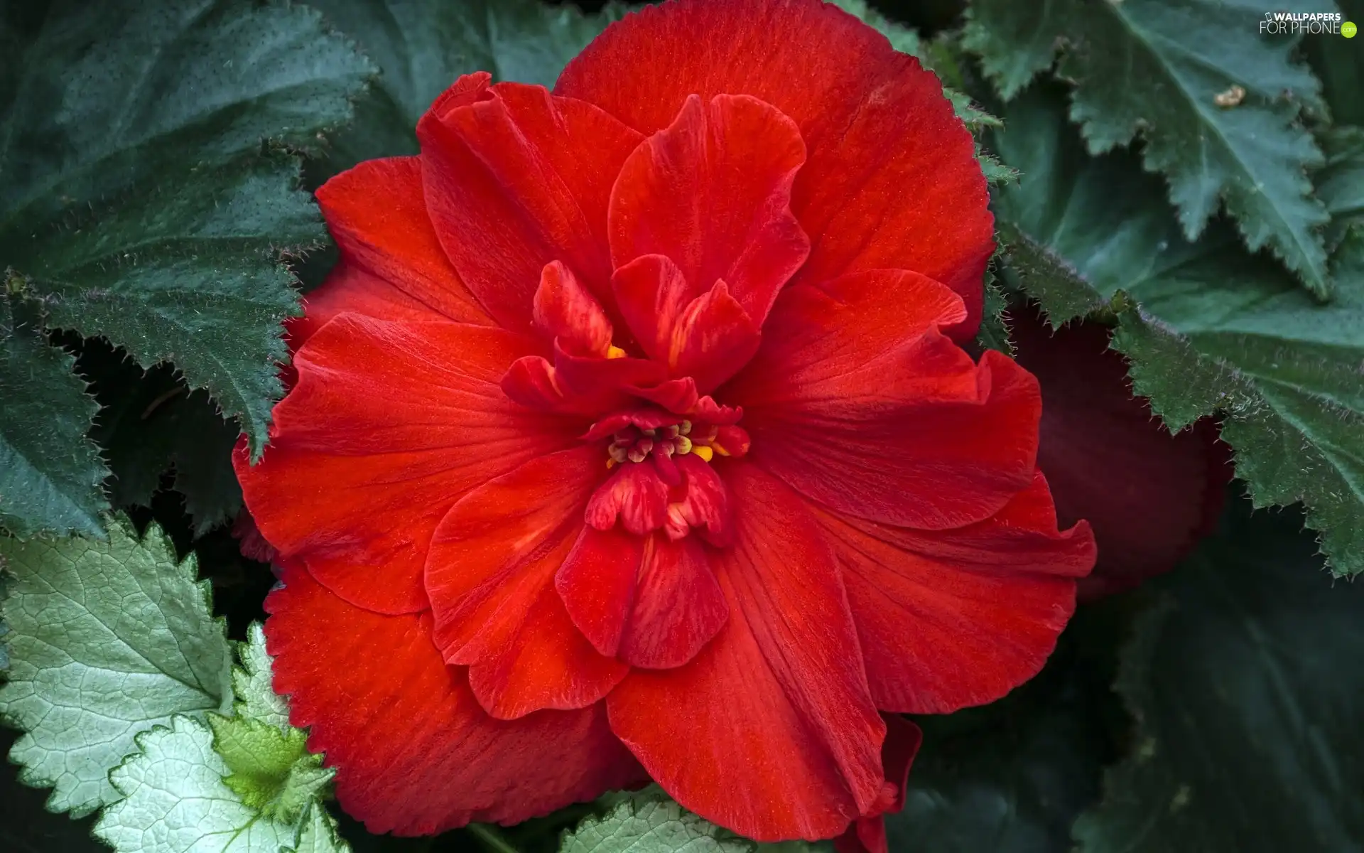 begonia, Beauty, red hot