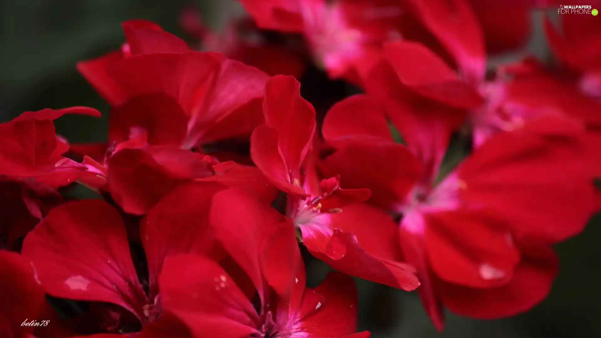 red, Flowers, bouquet