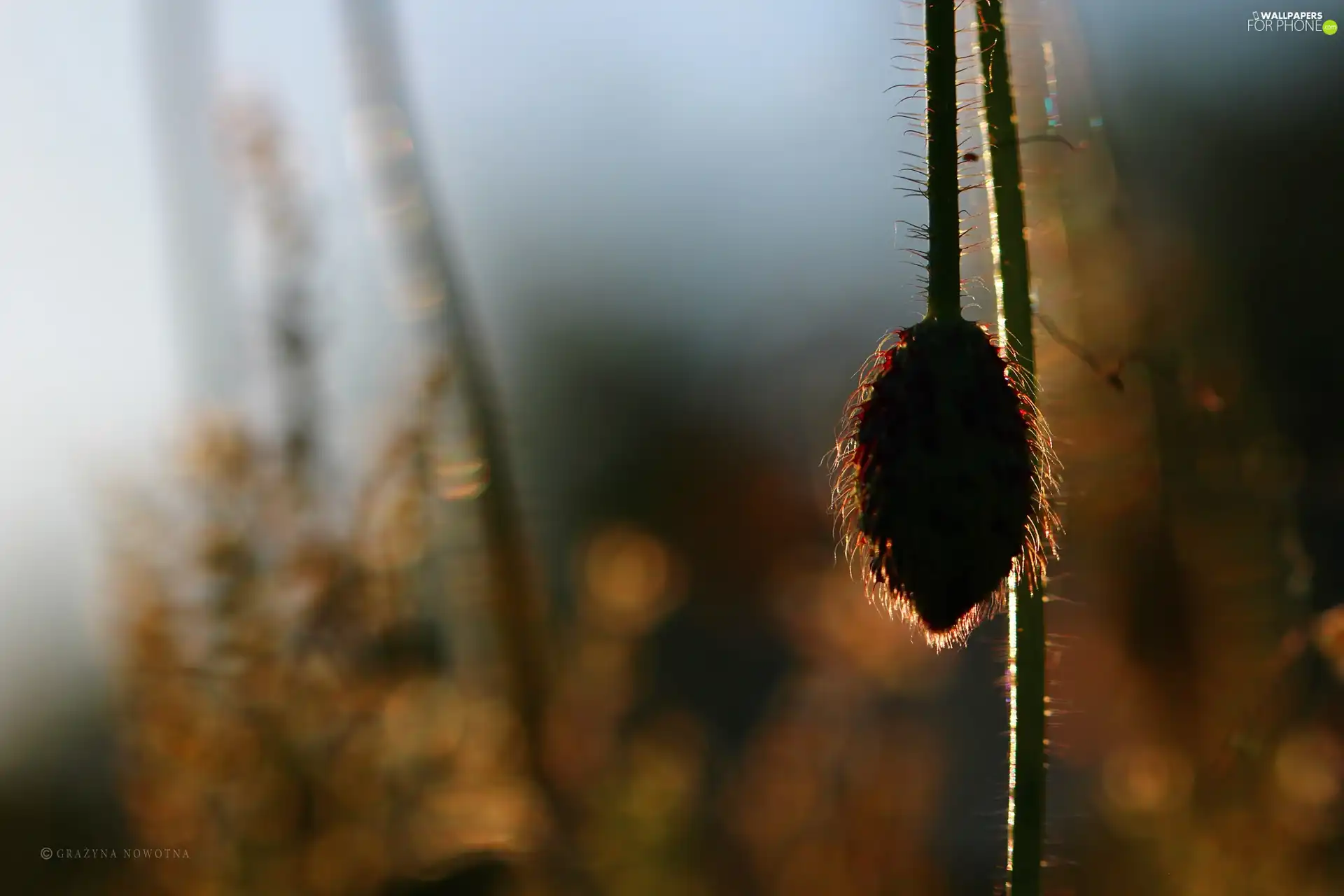 red weed, bud