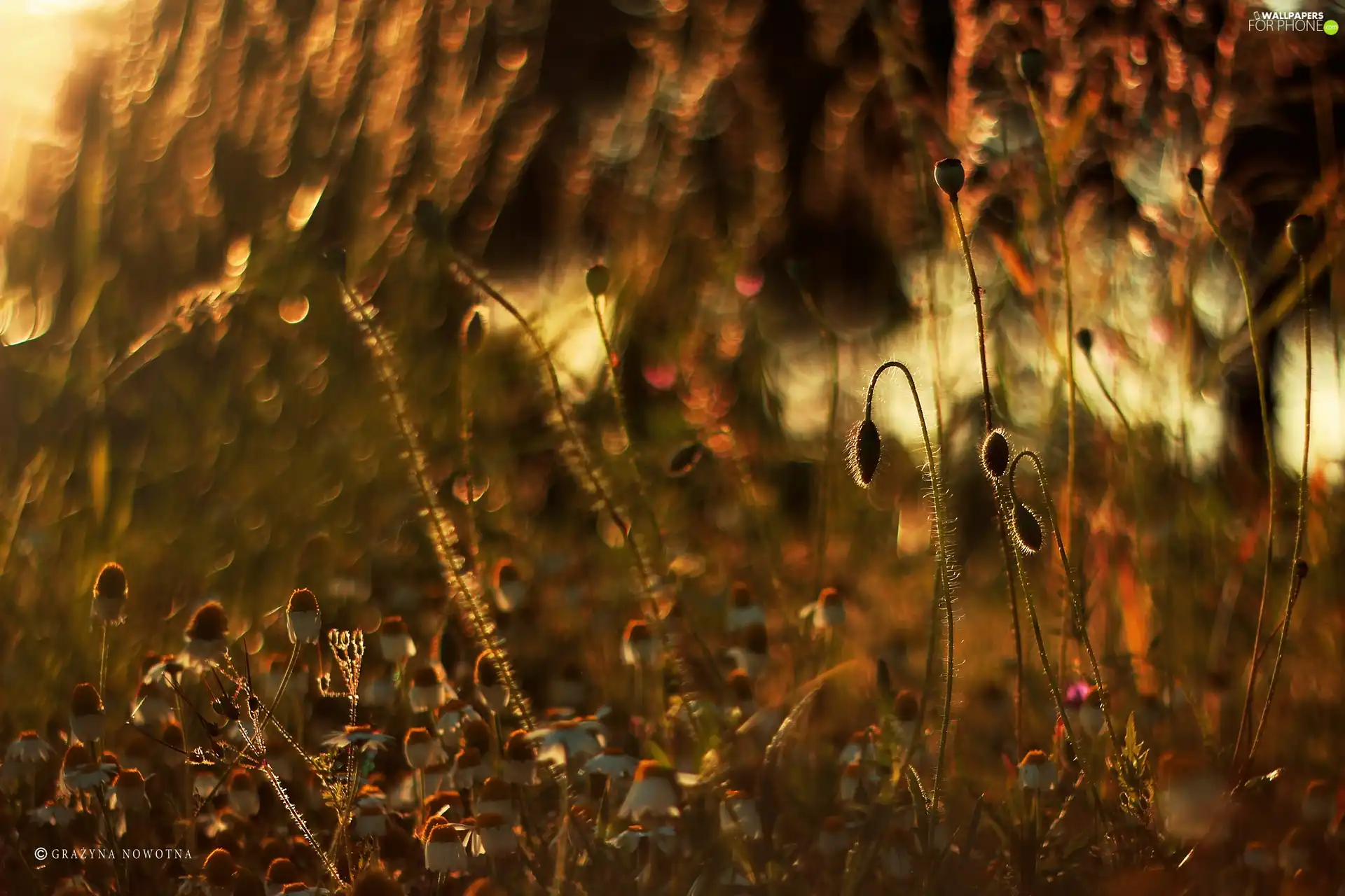 red weed, Buds, Meadow, chamomile, Flowers