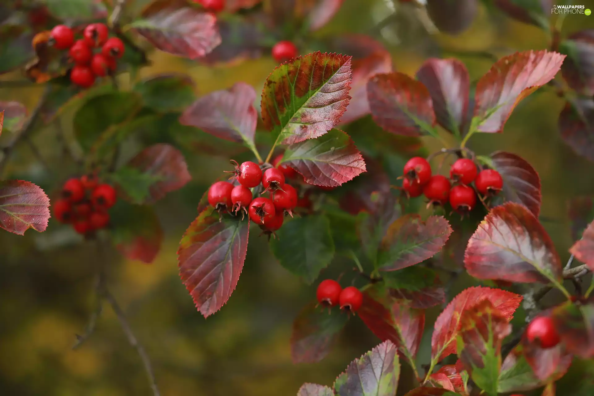 Bush, Fruits, leaves, Red