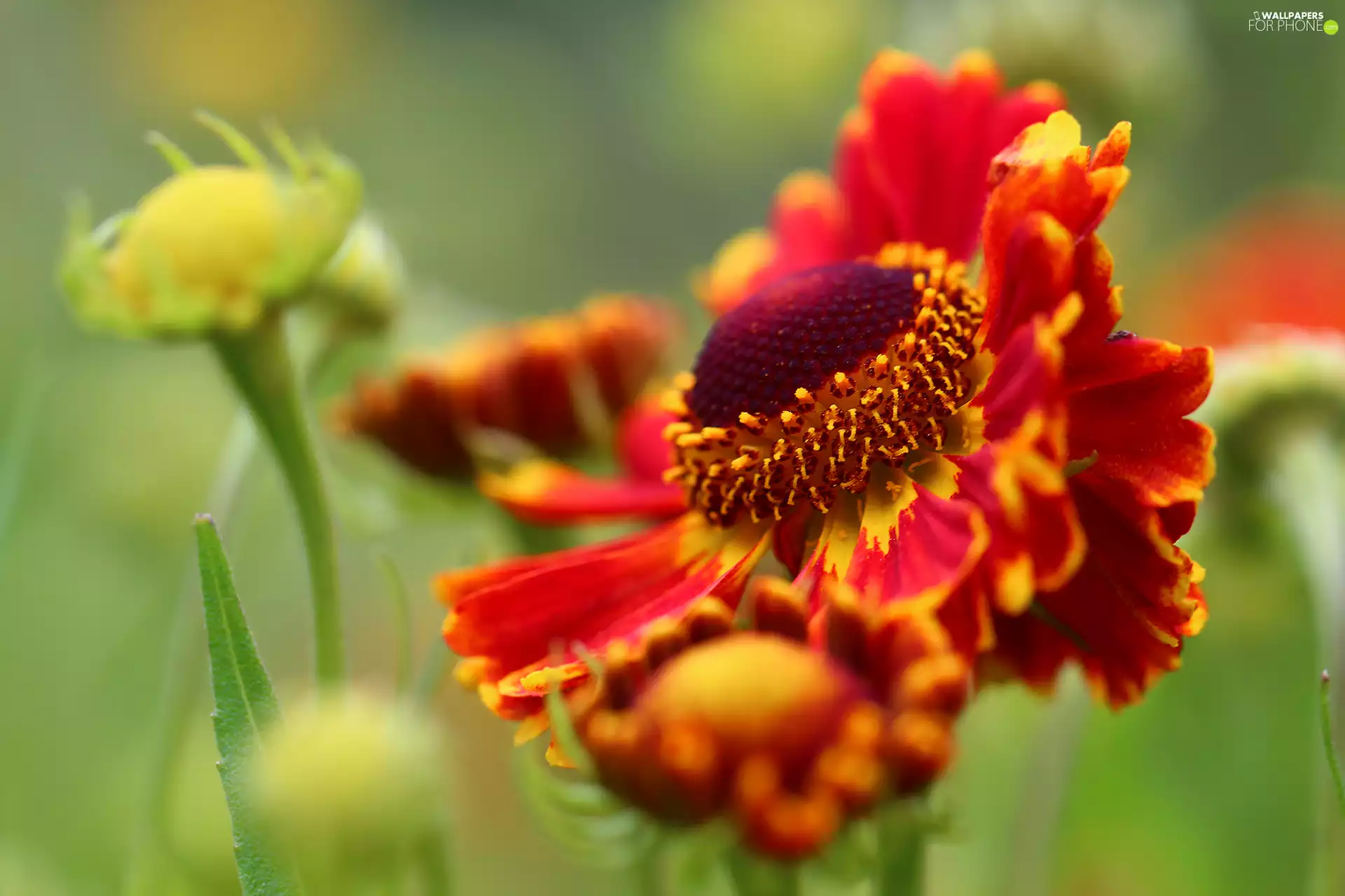 Colourfull Flowers, Helenium, Red