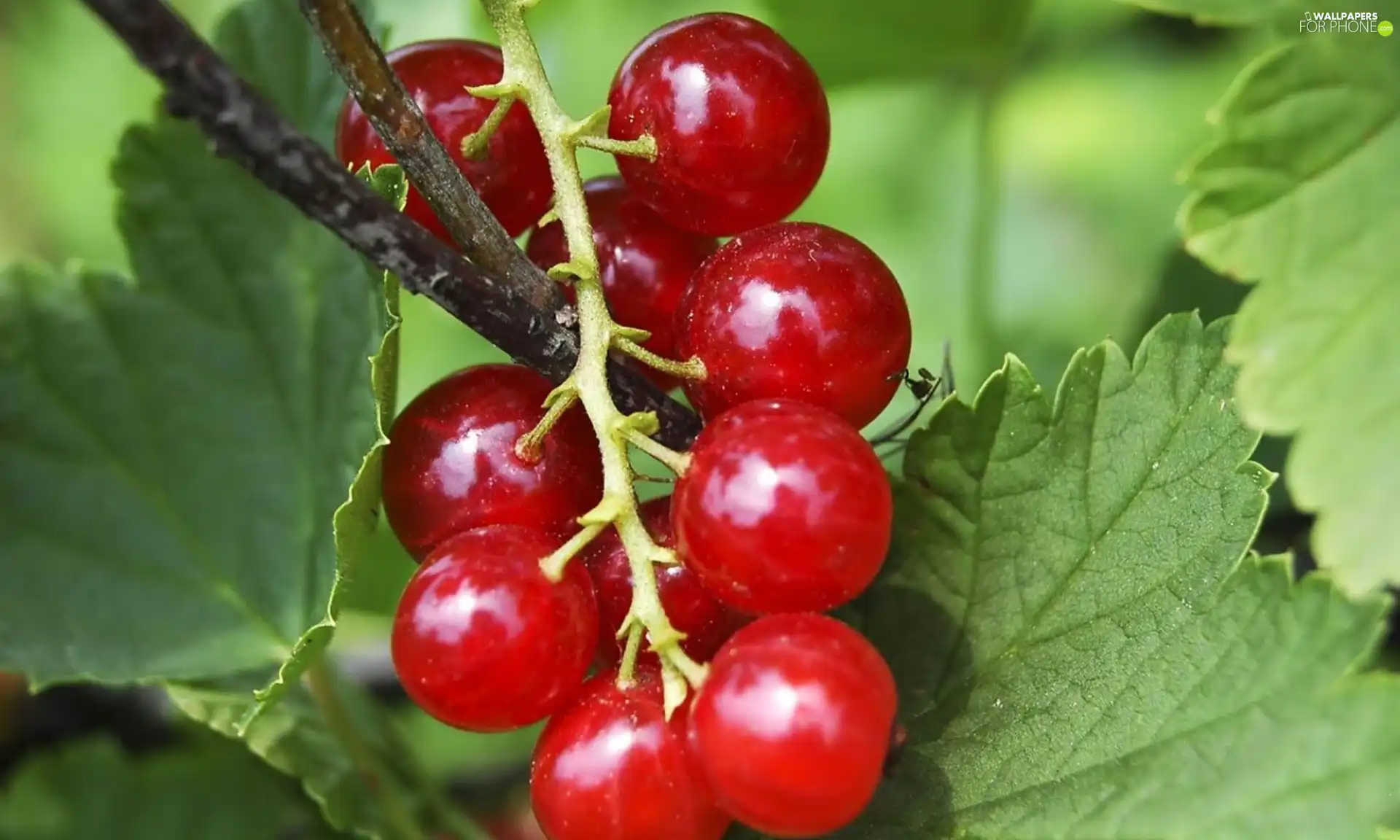 currant, leaves, red hot