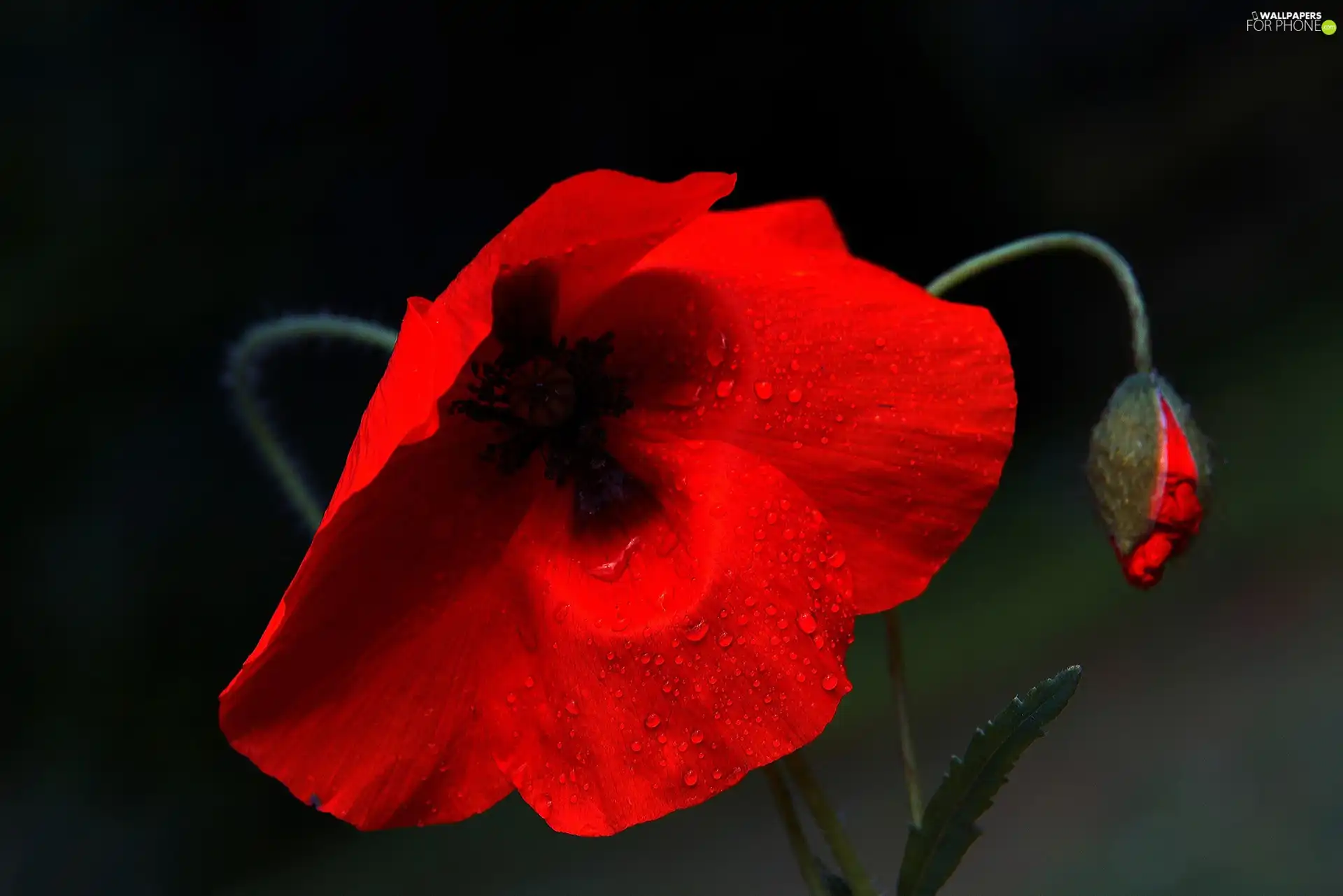 doughnut, Red, red weed