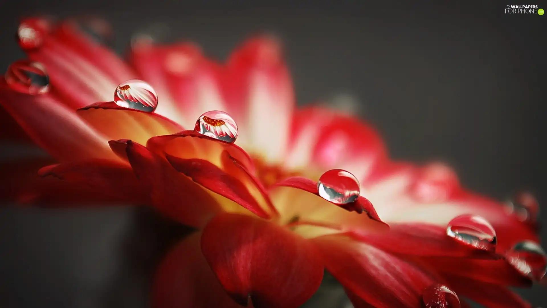 drops, Colourfull Flowers, Red, rain