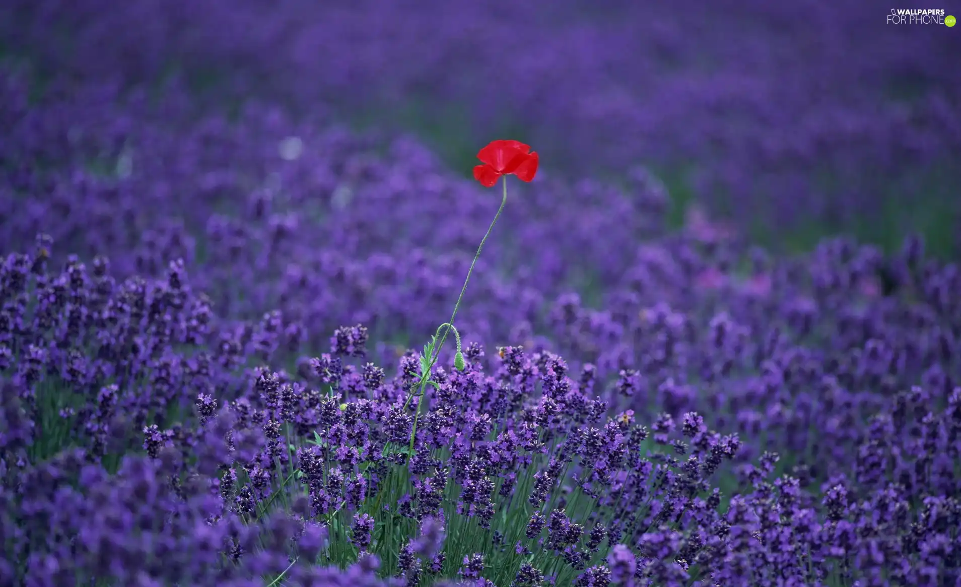 Field, Red, red weed, lavender