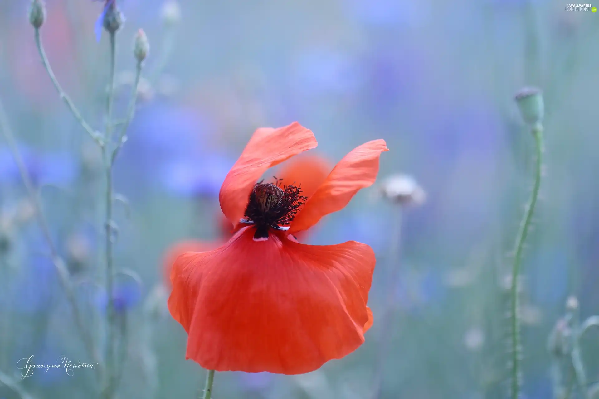 Colourfull Flowers, Red, red weed