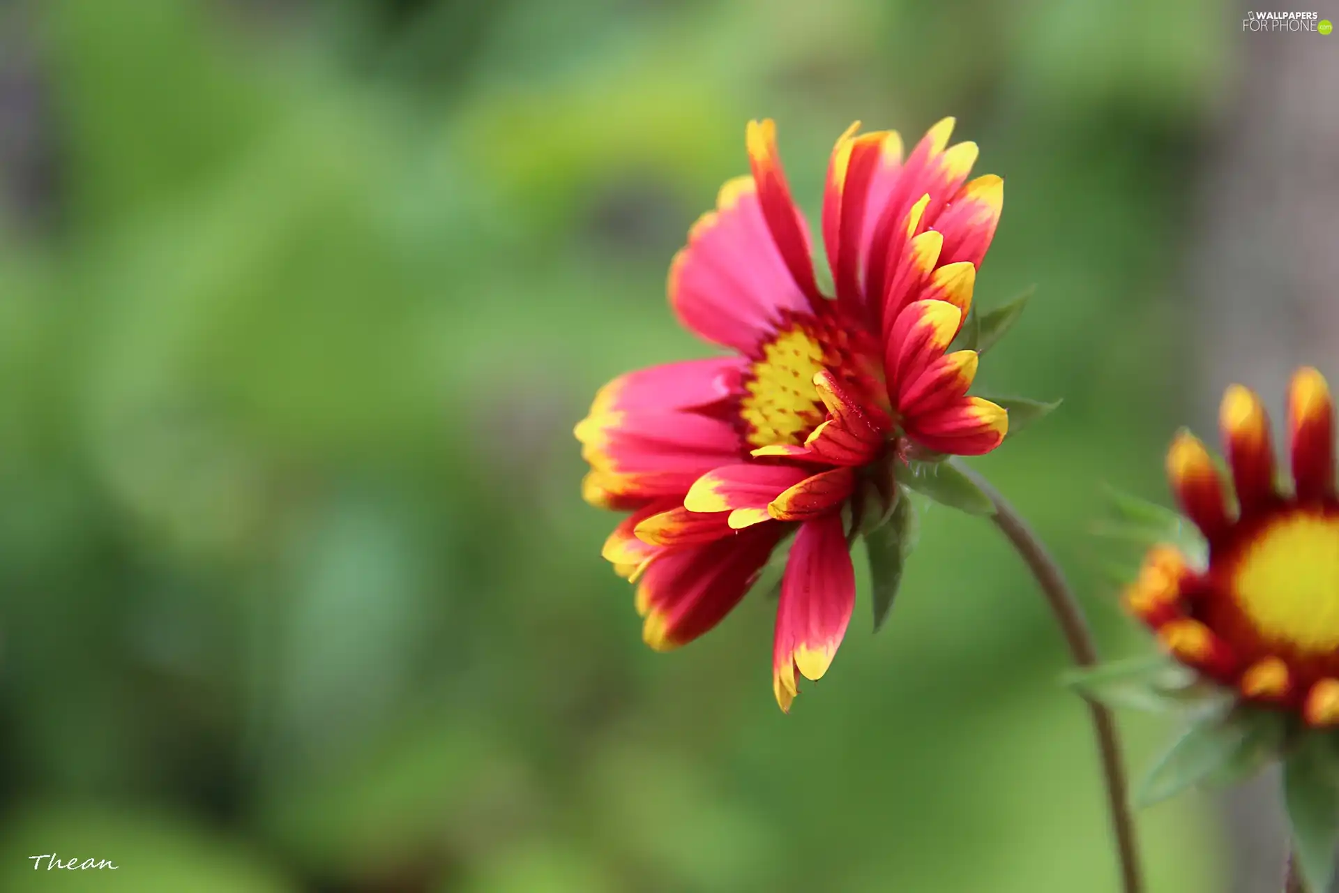 Colourfull Flowers, yellow, Red