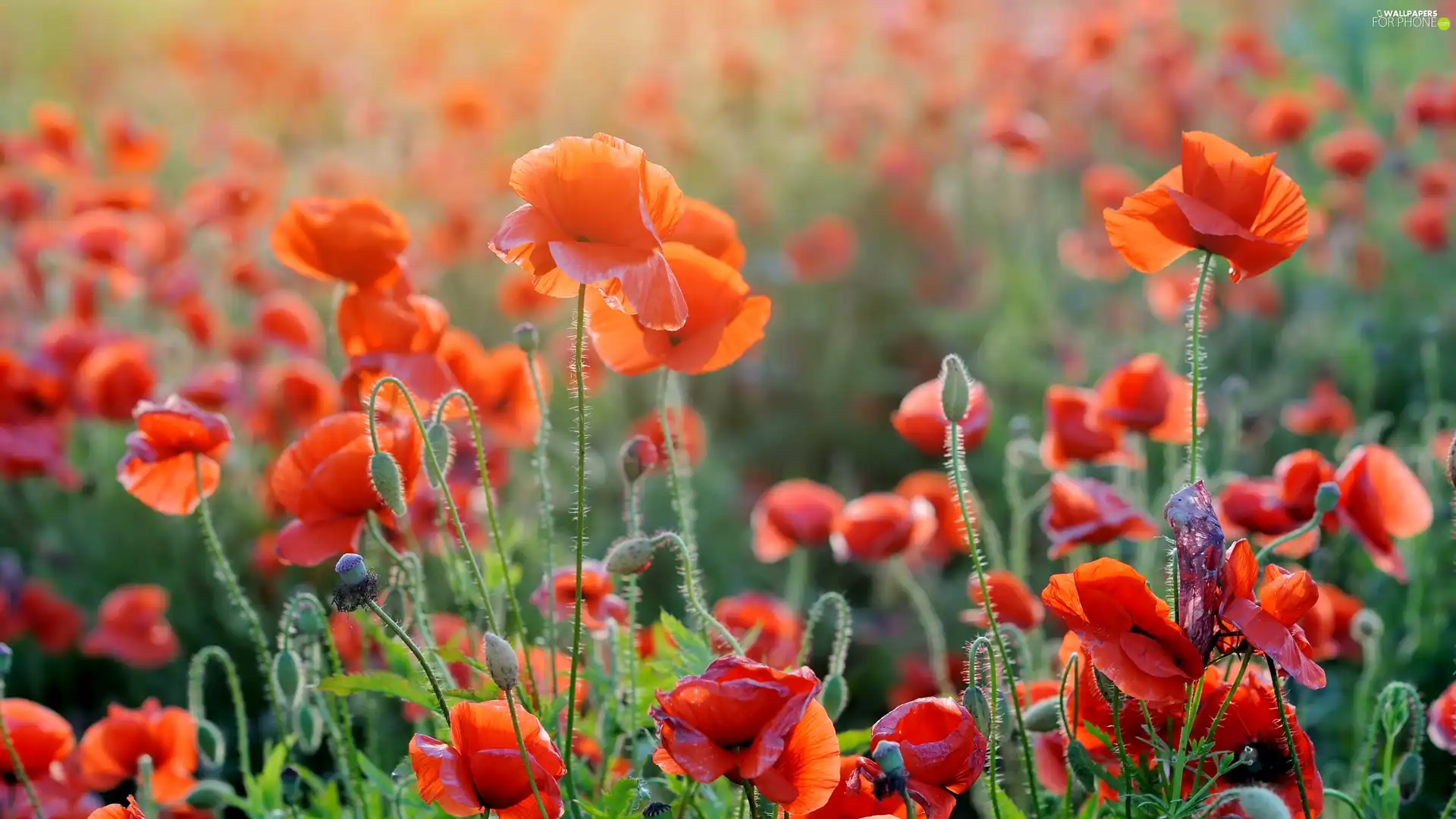 Flowers, papavers, rapprochement, Red