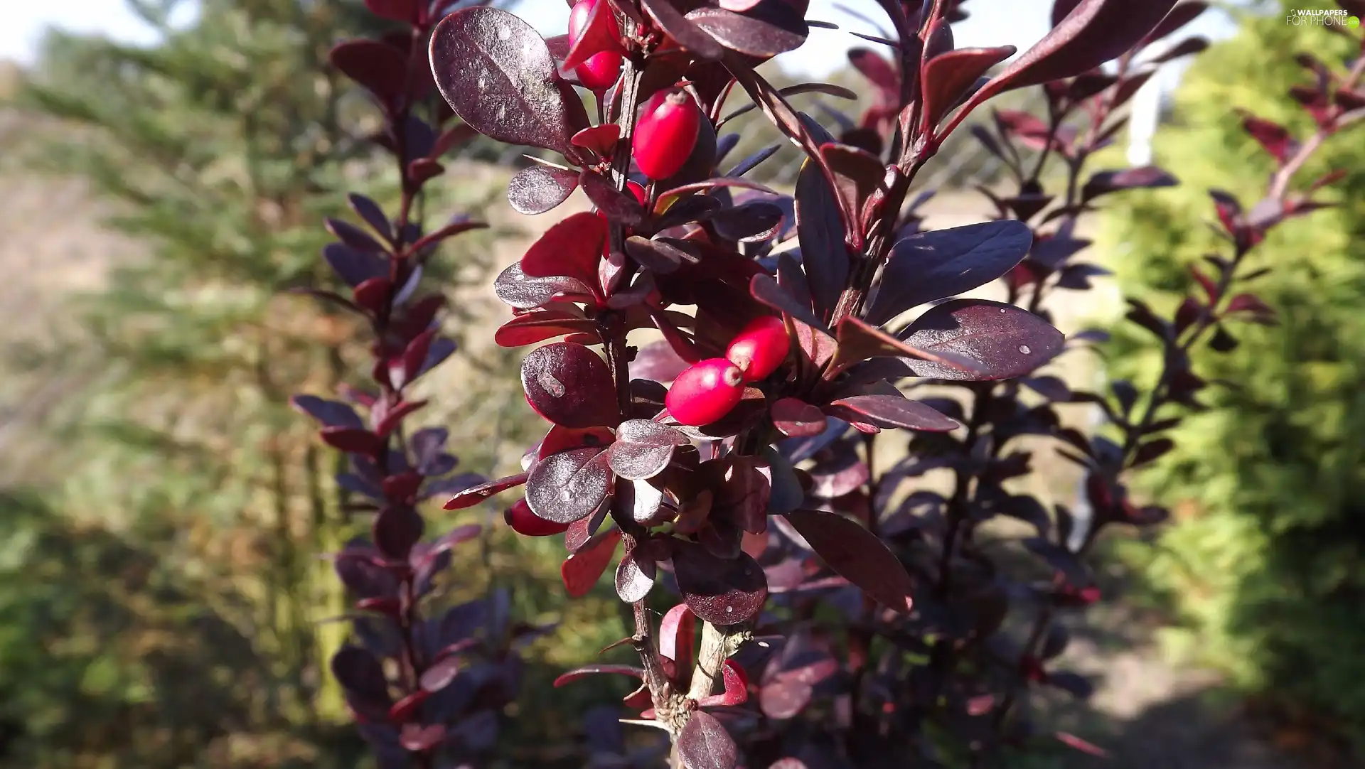 Red, Fruits, Leaf, barberry, claret