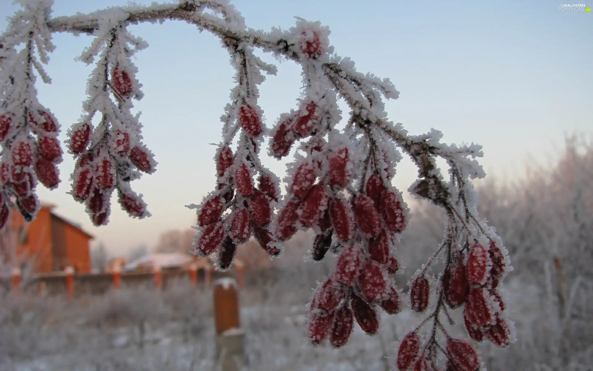 Red, Fruits, plant, twig, frozen