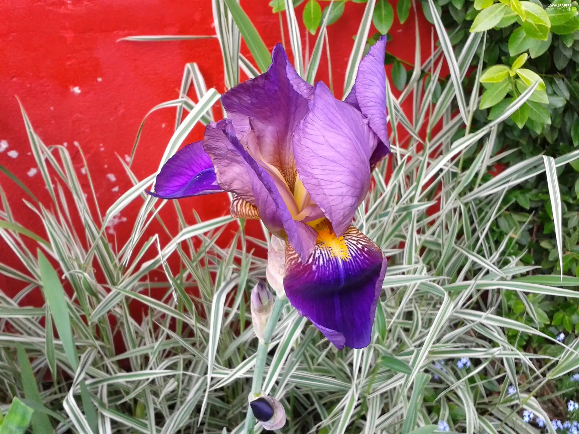 iris, Yellow, Red Wall, blue