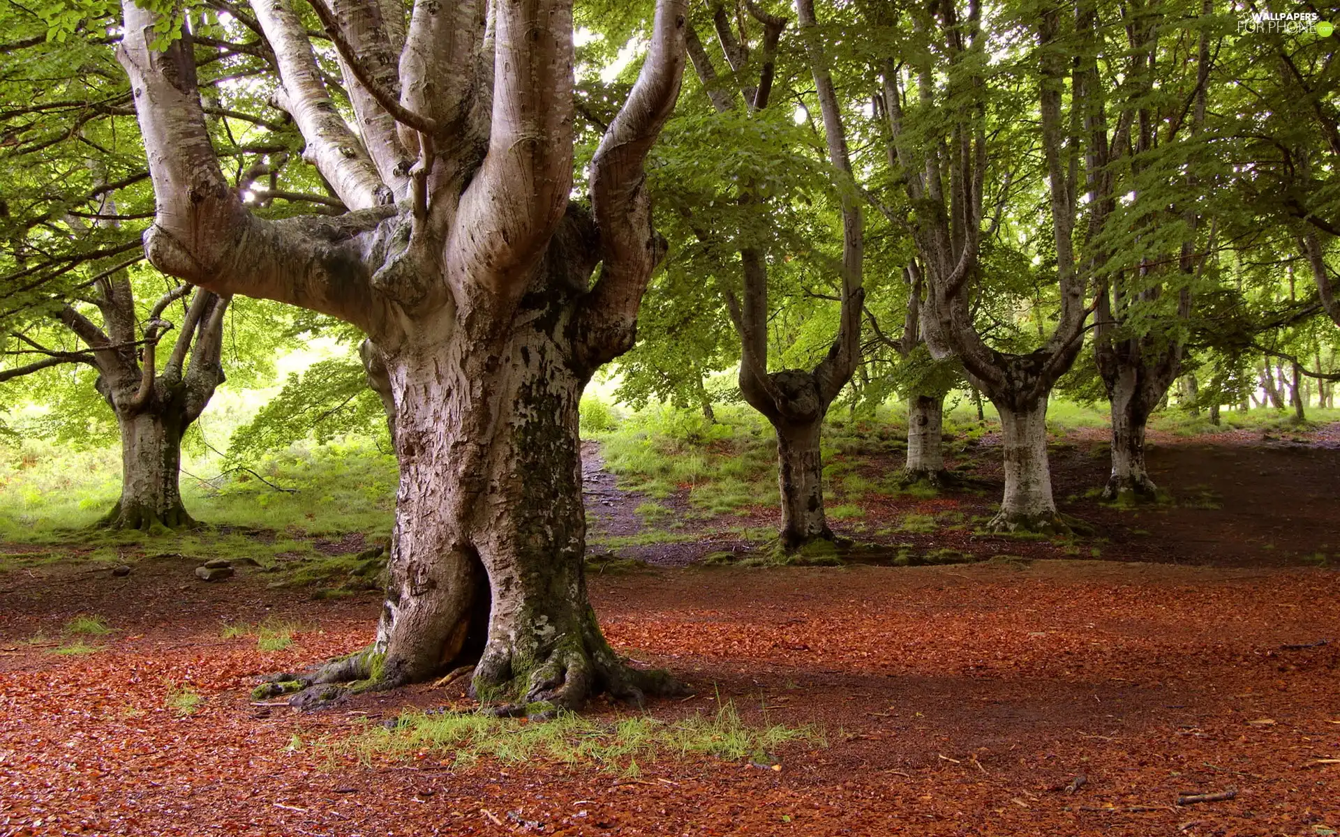 Red, Leaf, trees, viewes, Park