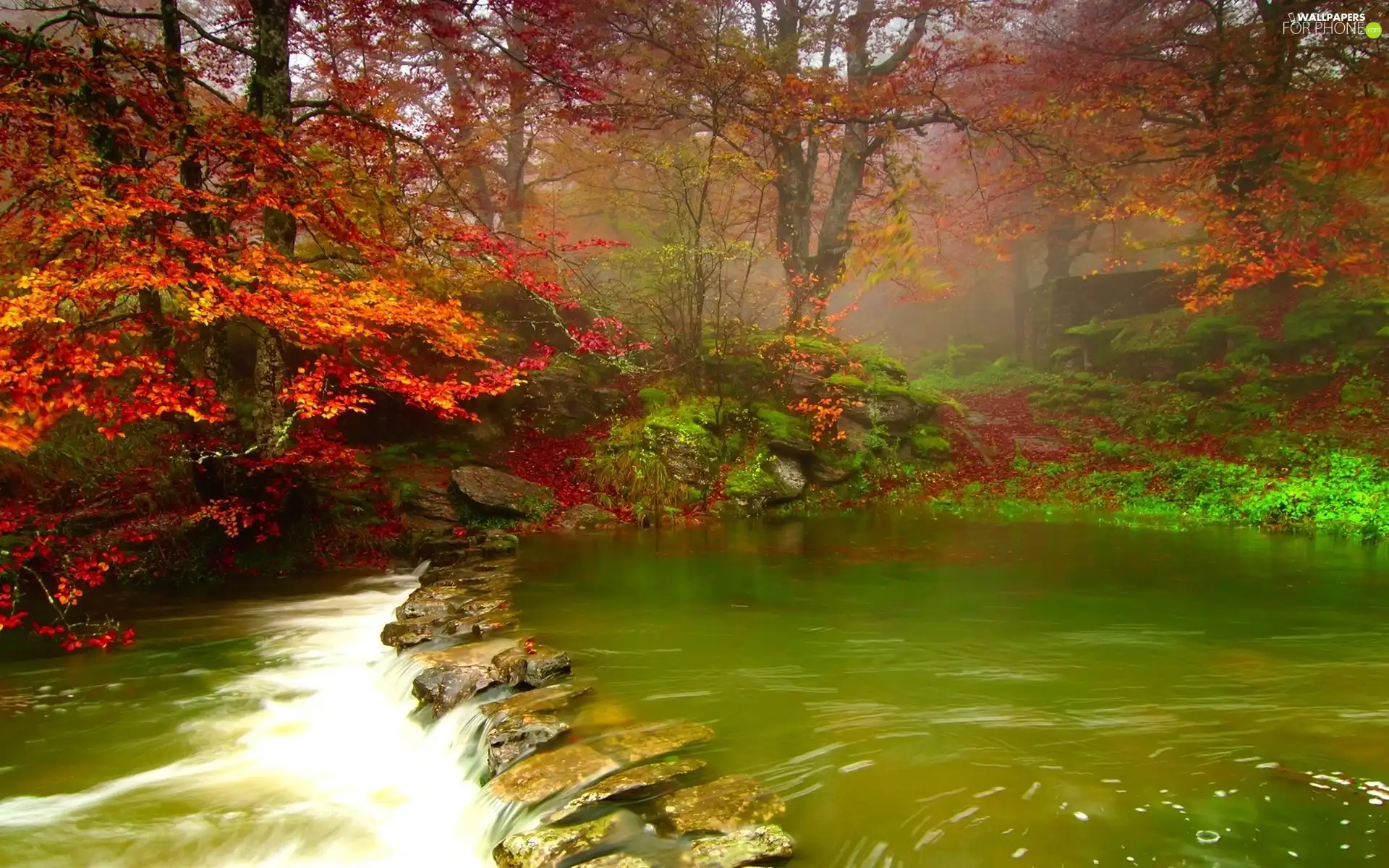 Red, Leaf, Green, water, River