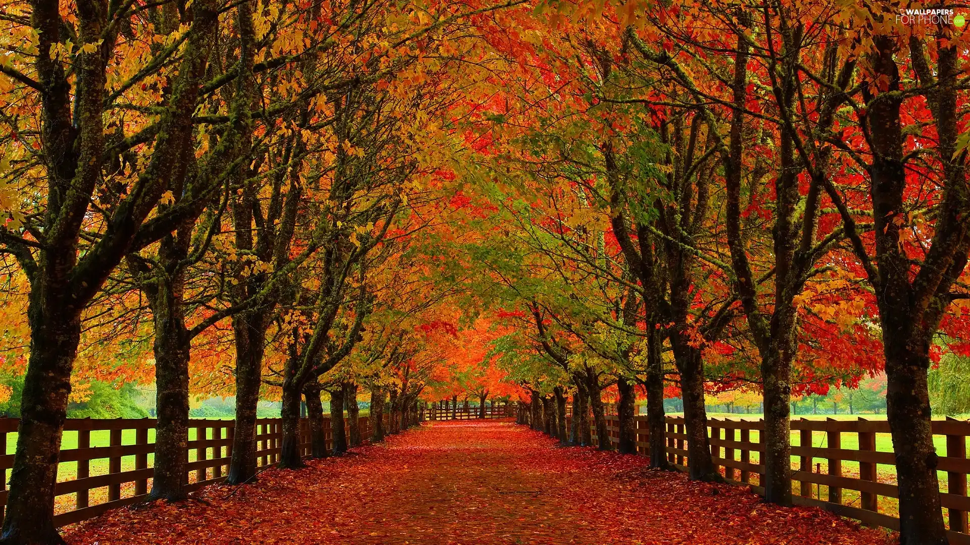 Red, Park, trees, Fance, viewes, autumn, lane, fence, Leaf, Avenues