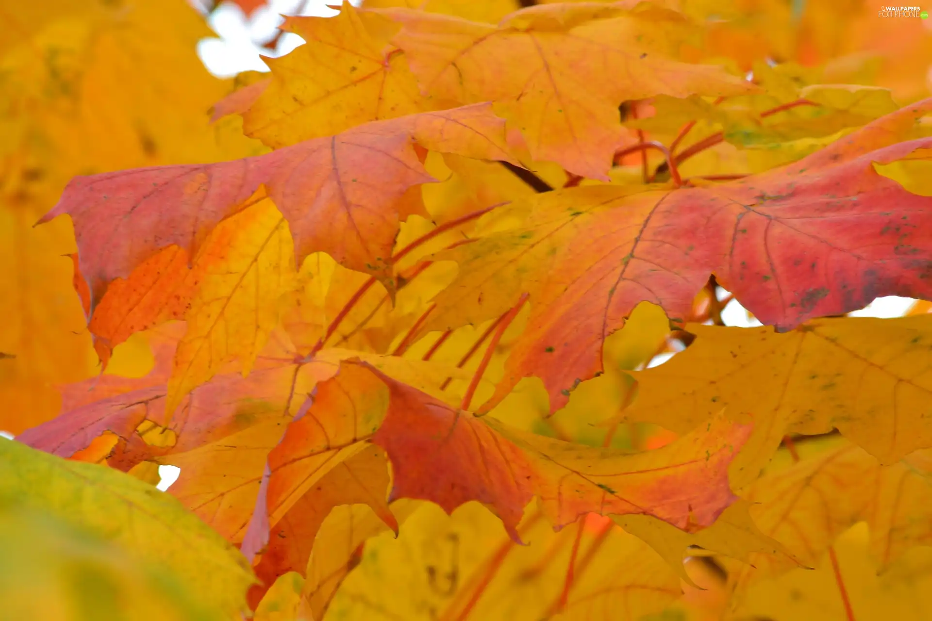 Leaf, maple, red and yellow