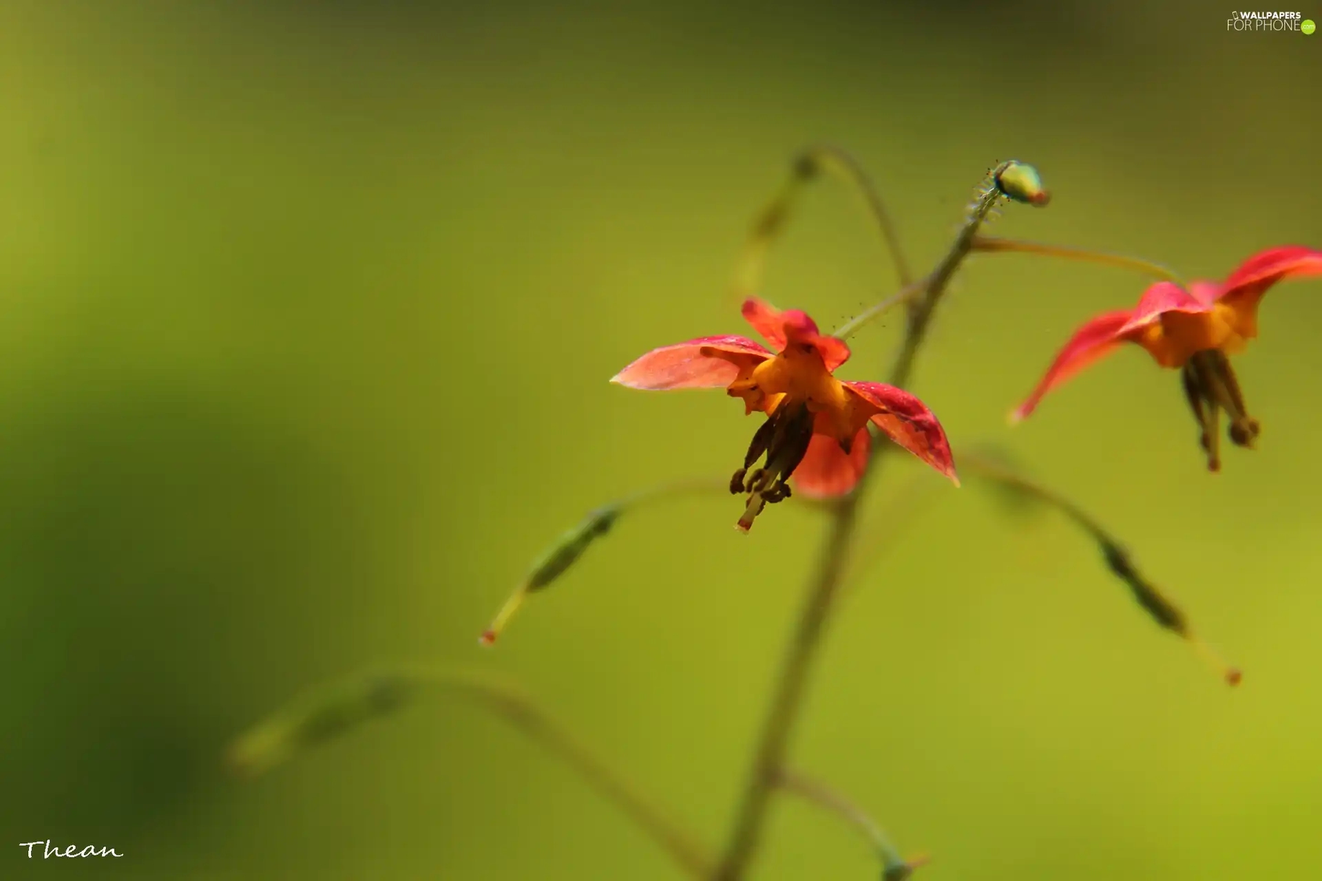 Flowers, little doggies, Red