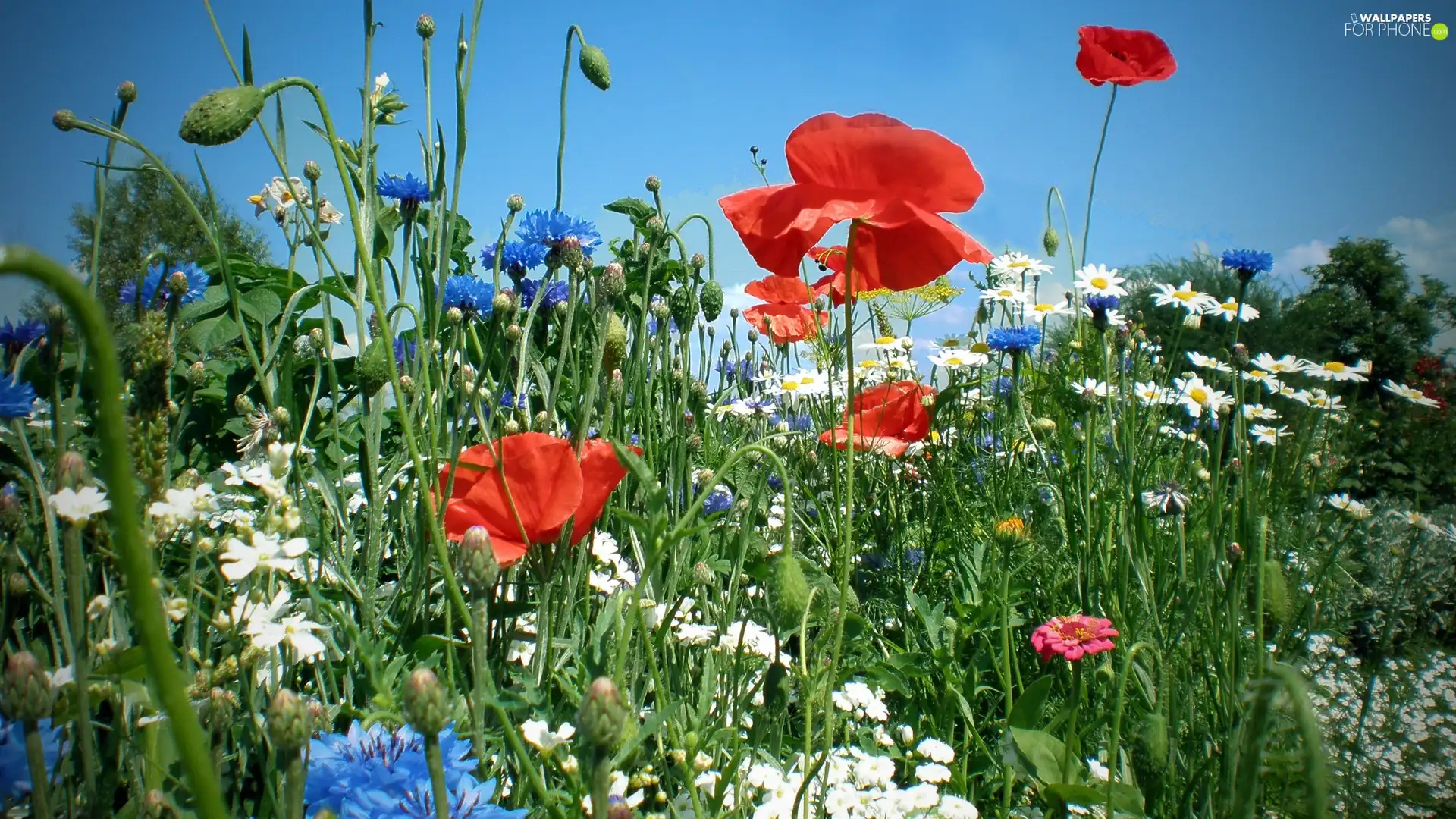 Margaretki, Meadow, red weed