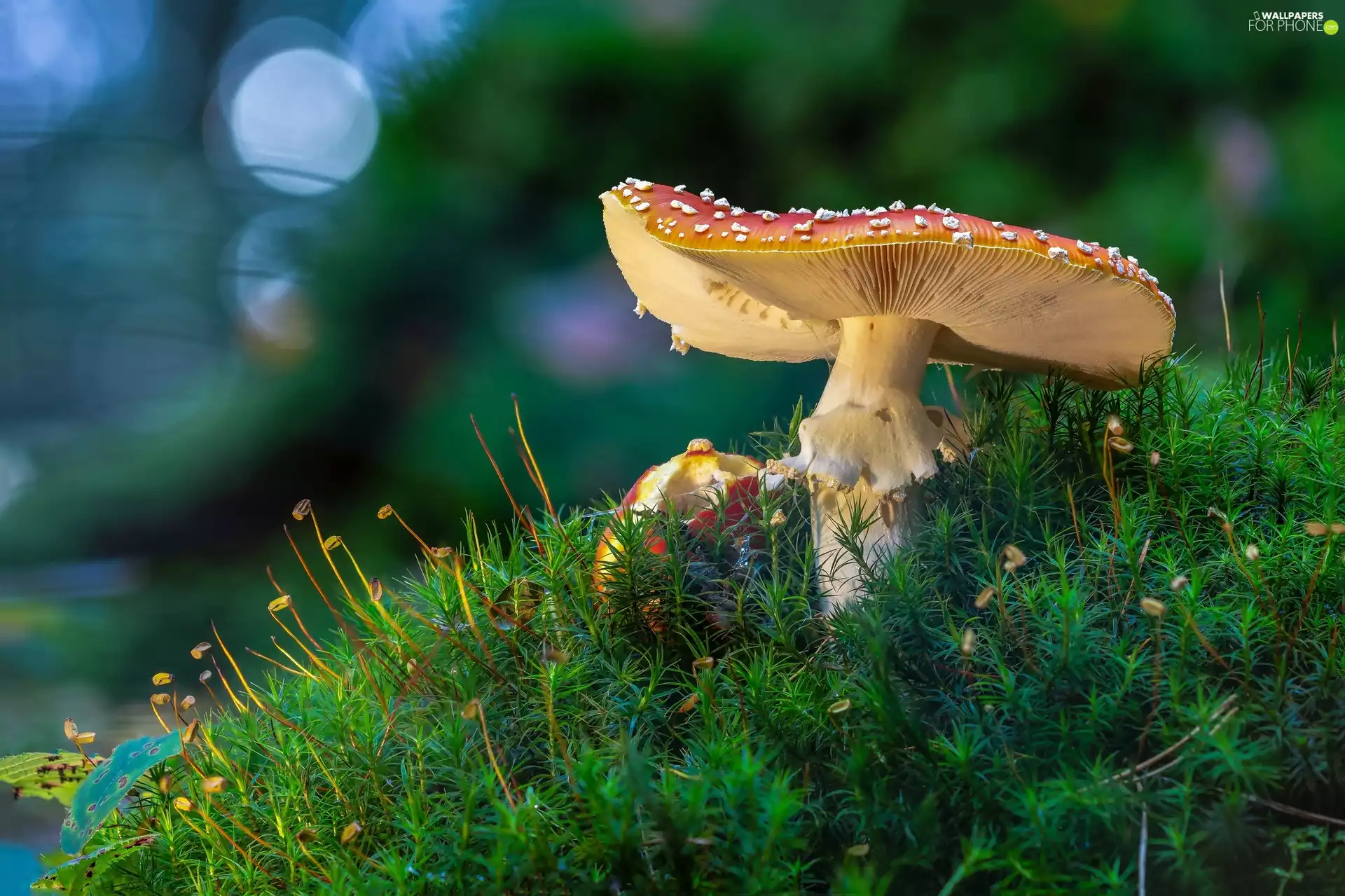 mushrooms, toadstools, Moss, Red