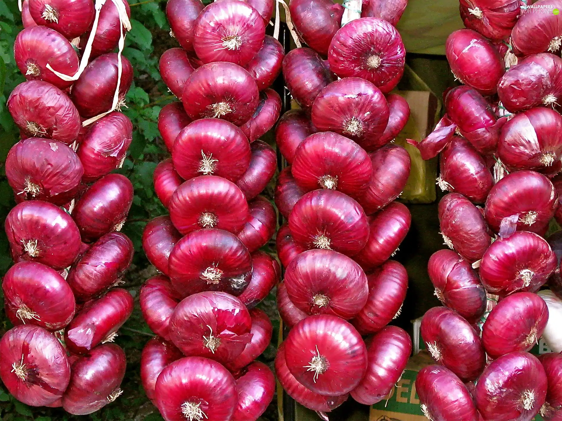 red hot, onion