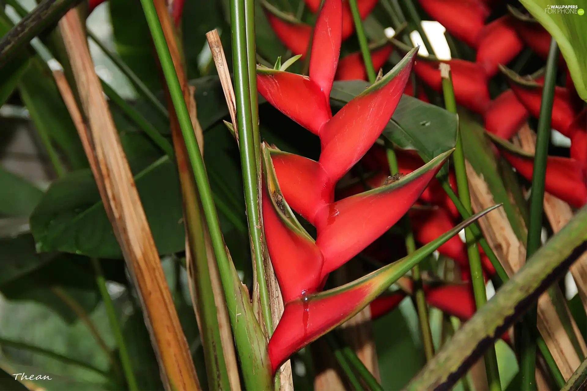 red hot, plant