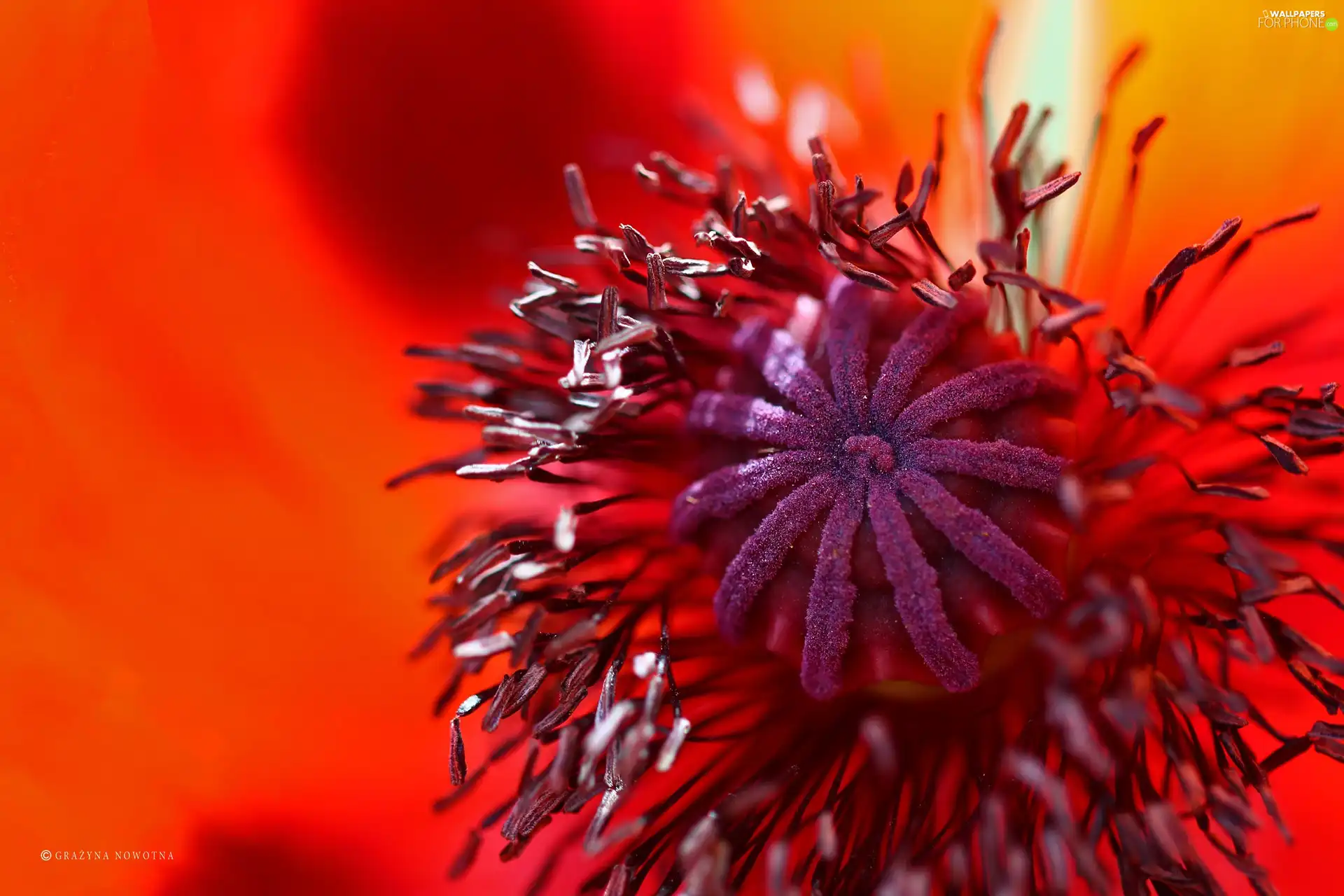 Colourfull Flowers, red weed, Red