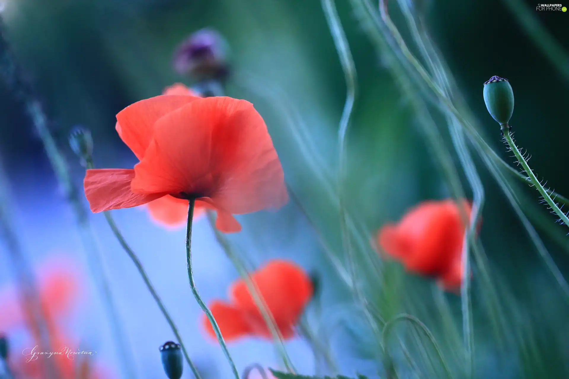 Colourfull Flowers, red weed, Red