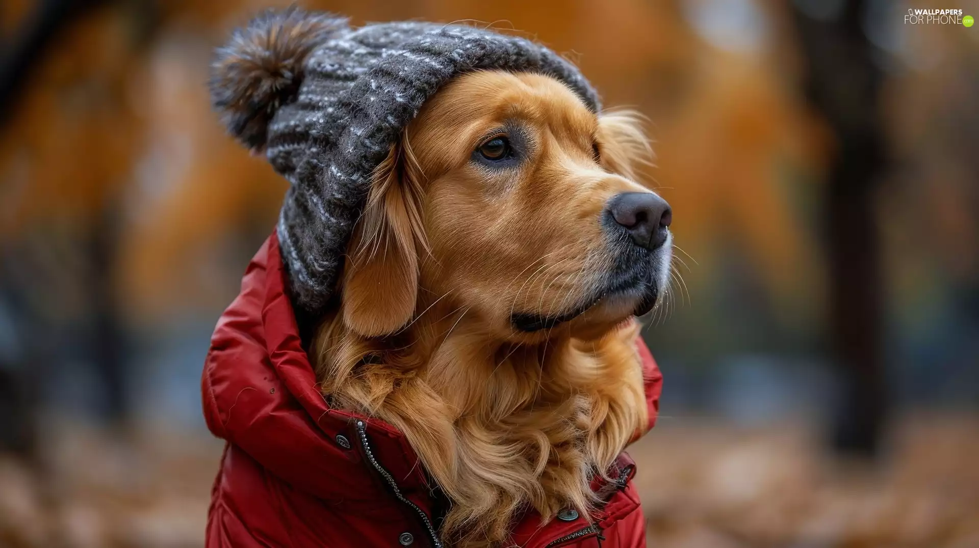 Hat, Golden Retriever, red hot, Jacked, dog