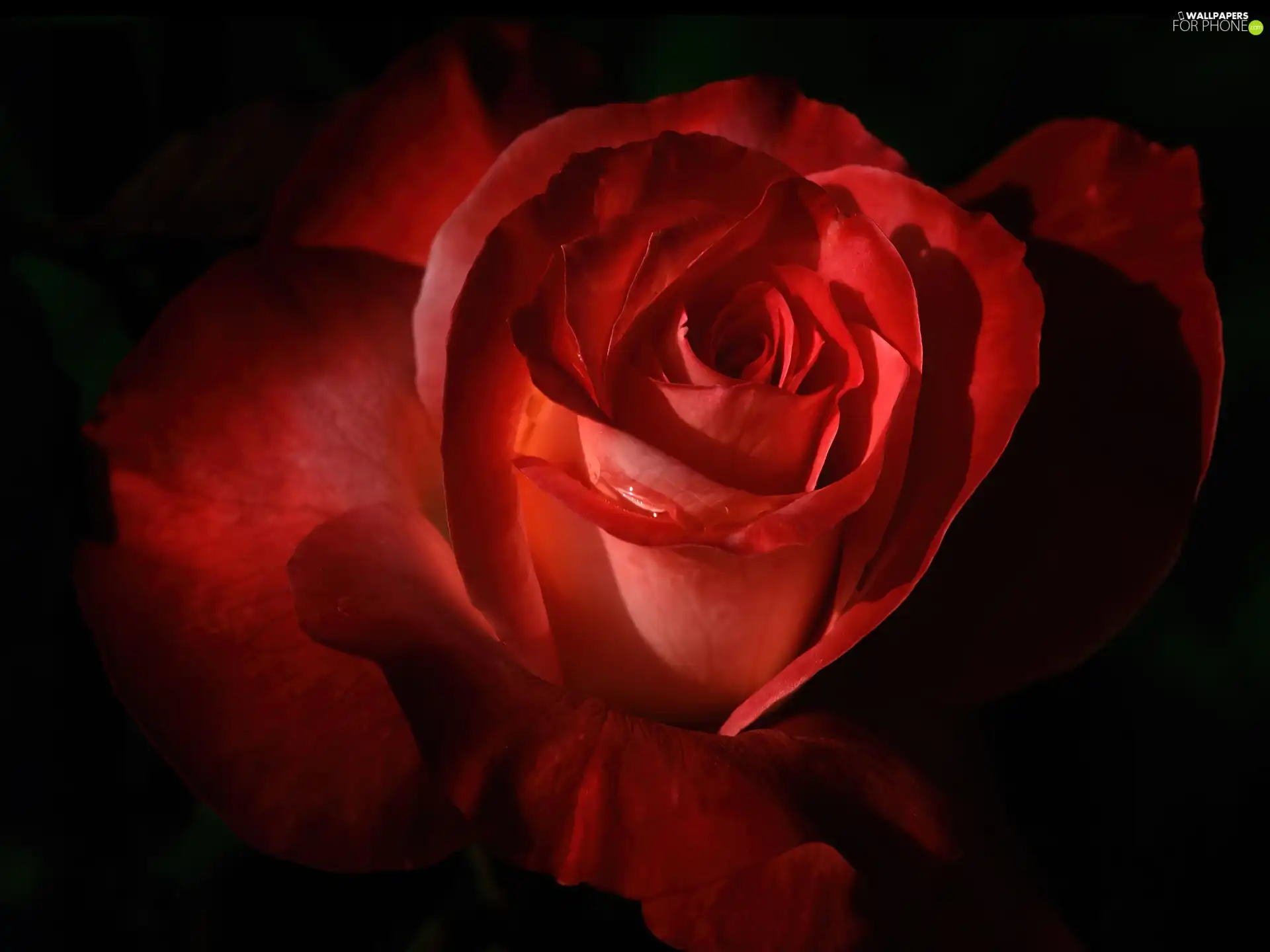 rose, Beauty, red hot