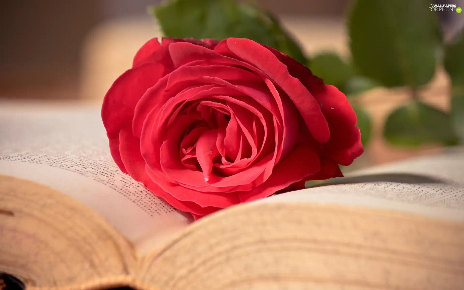 rose, Book, red hot