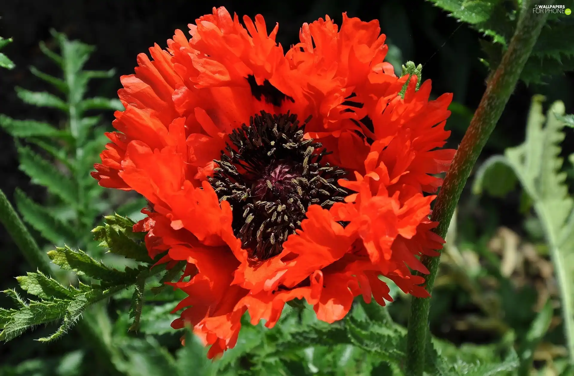 red weed