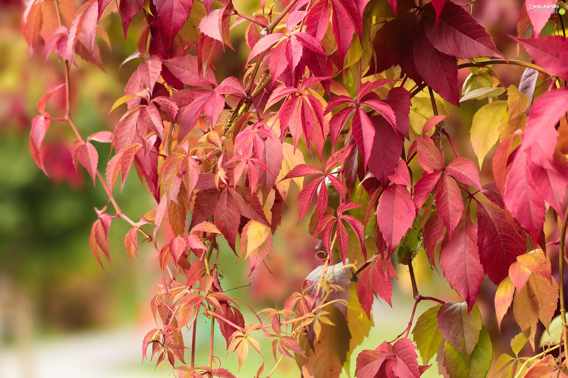 Woodbine, Leaf, Climbers, Red