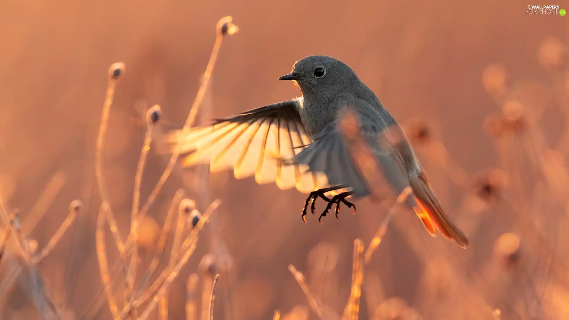 Plants, Bird, Black Redstart