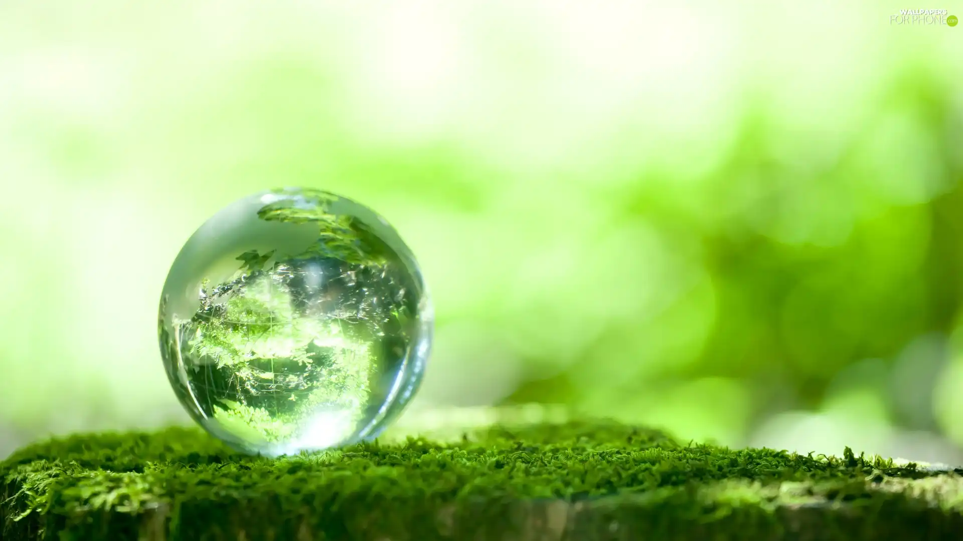 reflection, Moss, Ball