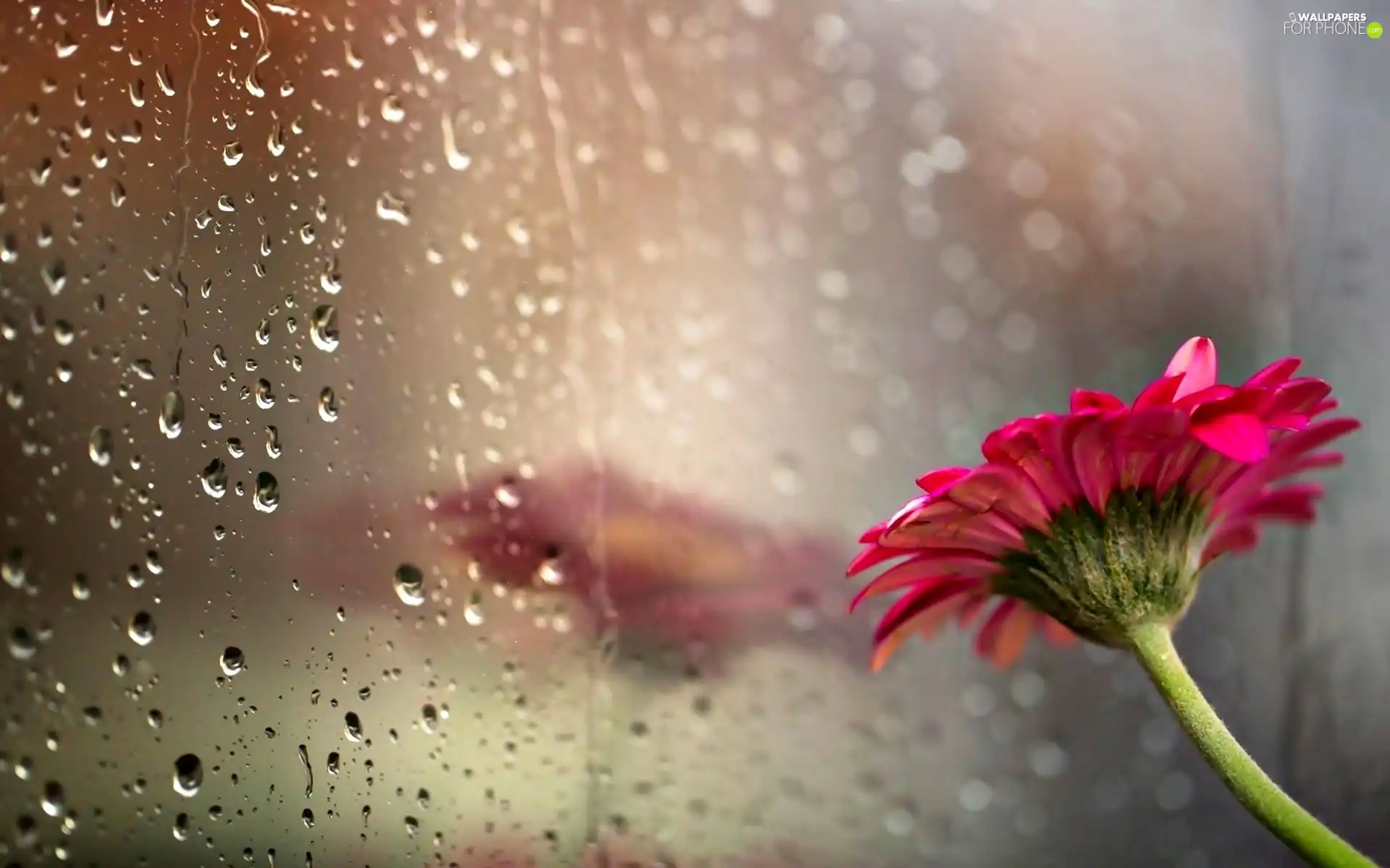 reflection, drops, Gerbera, Glass, Colourfull Flowers