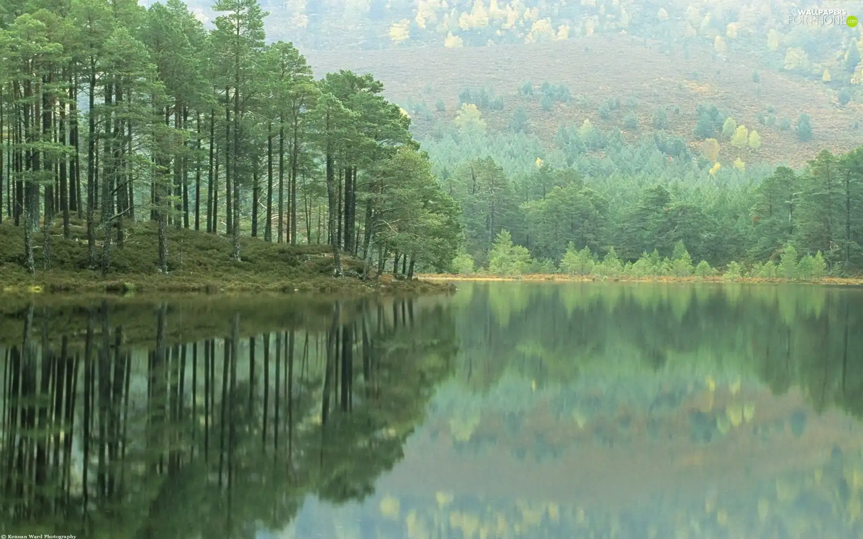 reflection, lake, forest