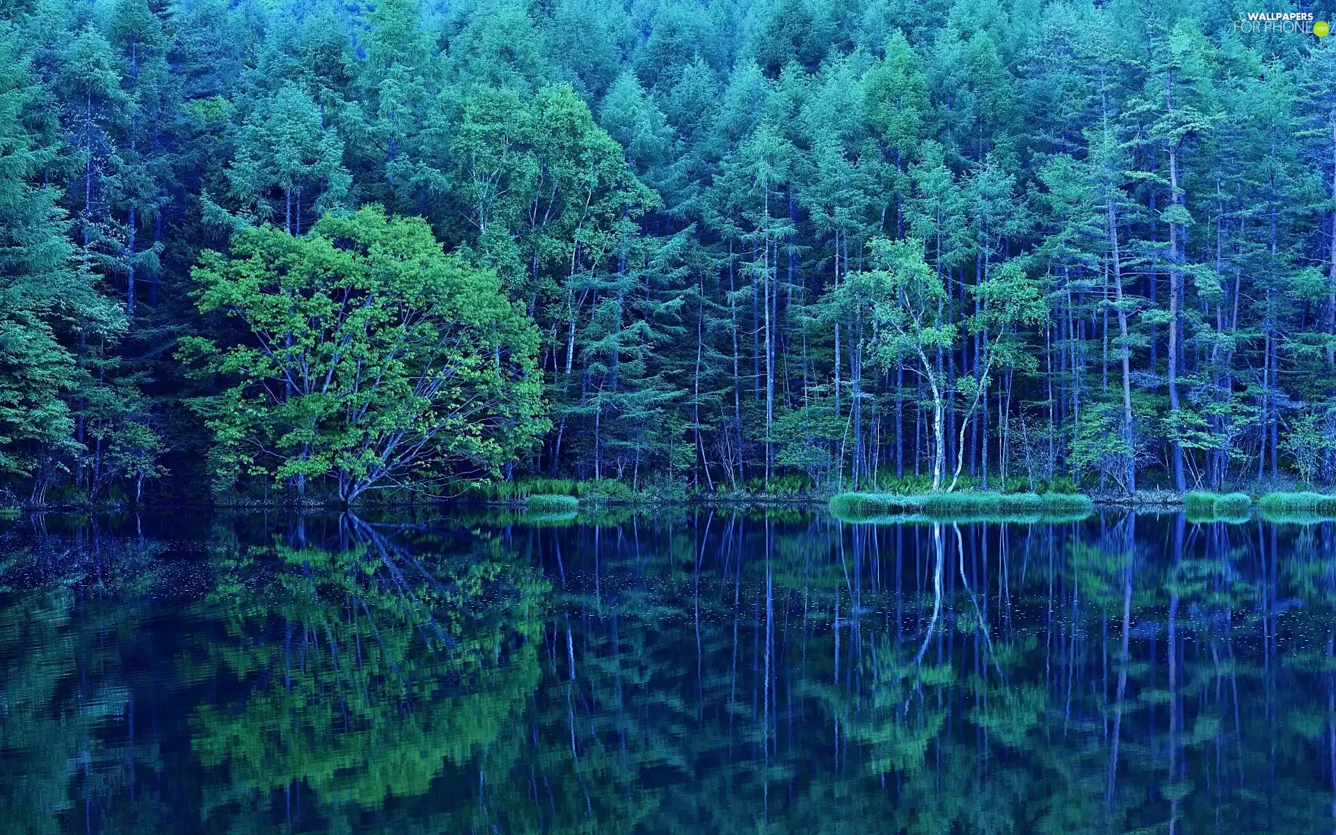 reflection, River, forest