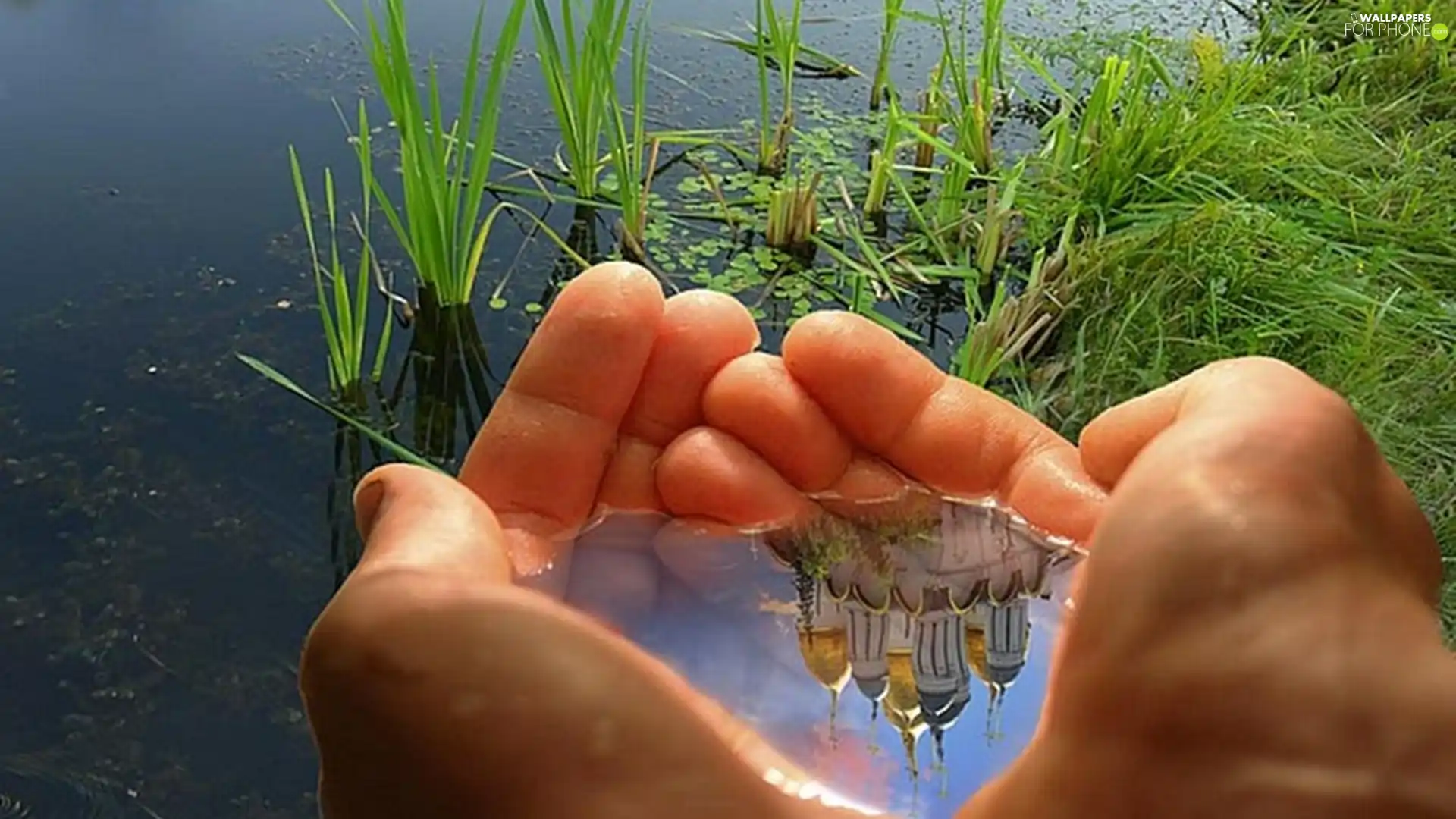 hands, grass, reflection, water