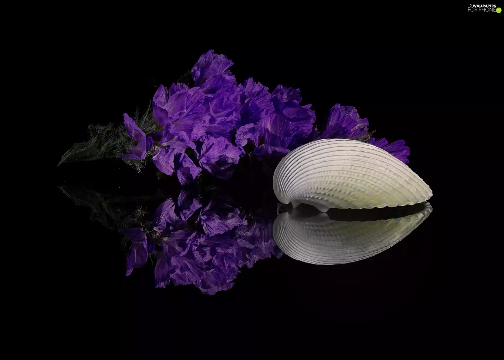 Flowers, shell, background, reflection, dark, purple