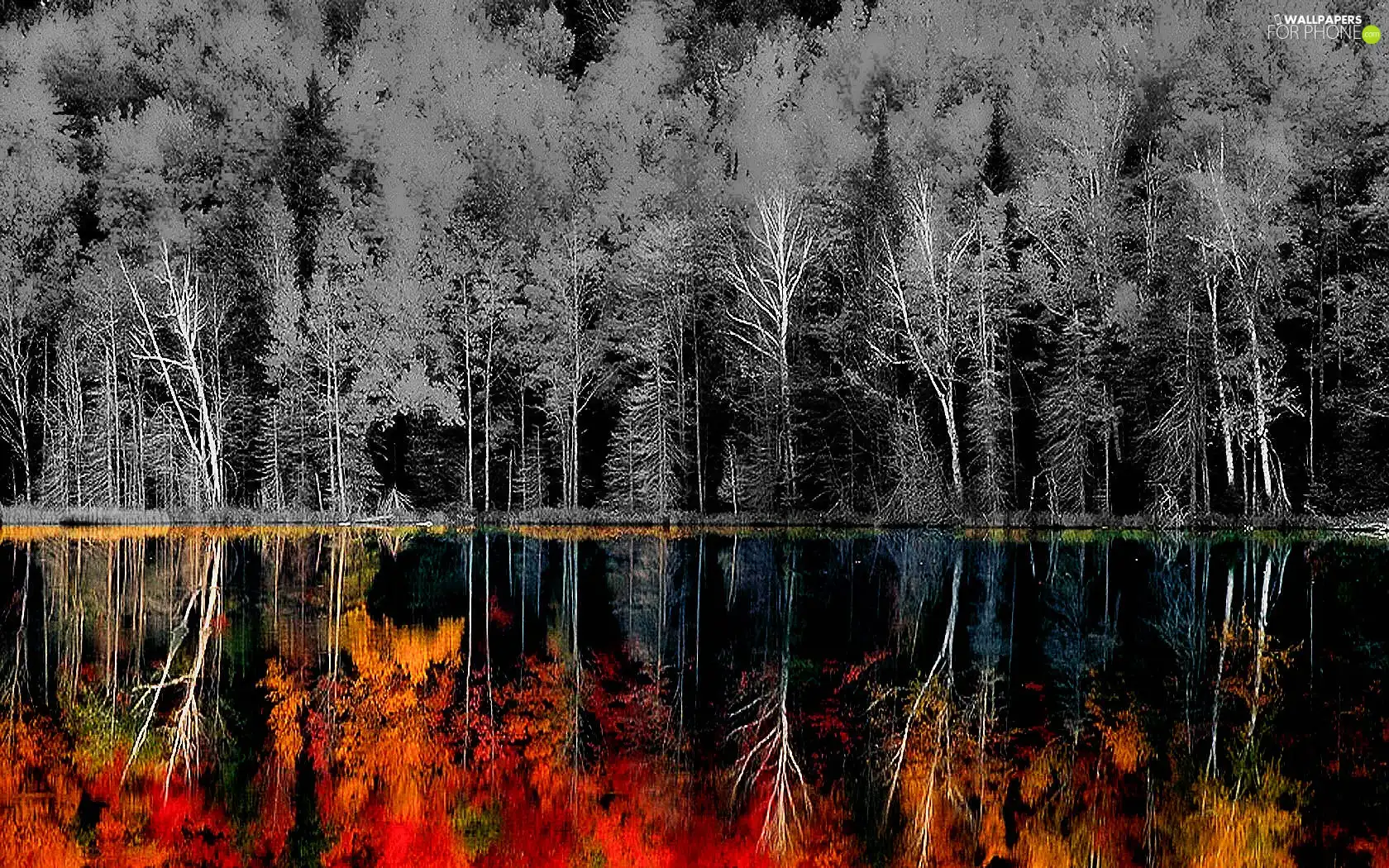 trees, color, reflection, viewes