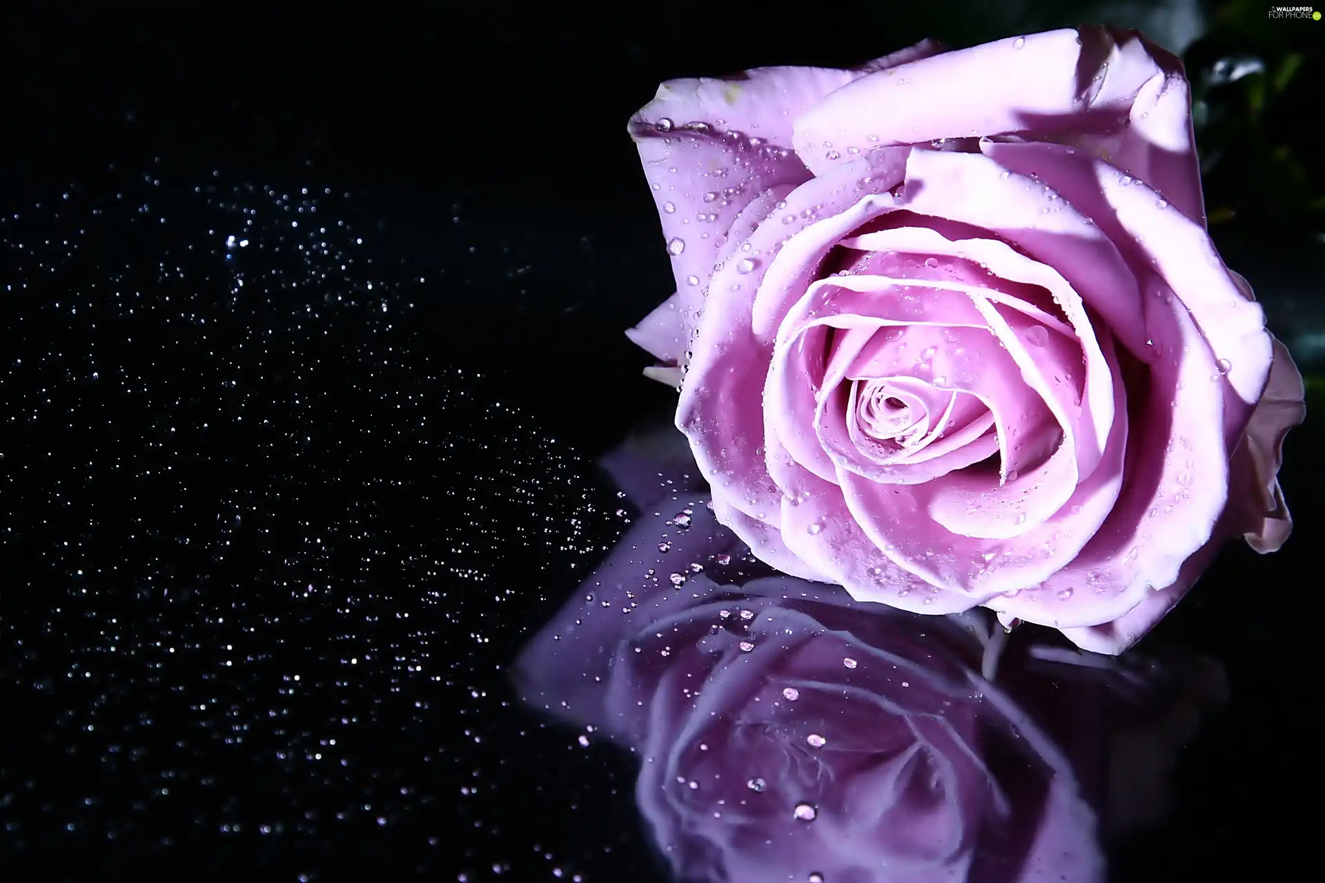 Violet, drops, reflection, rose