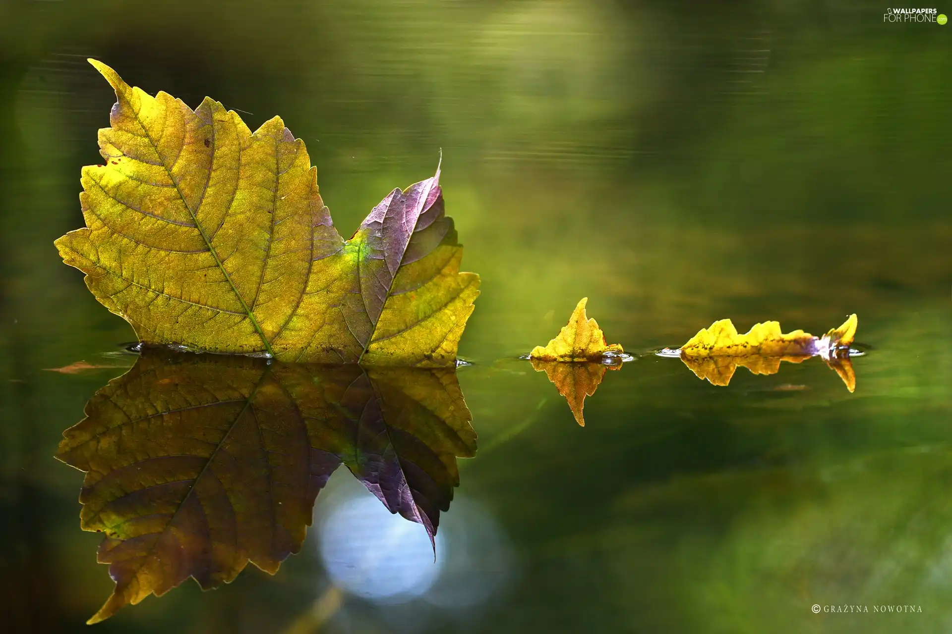 reflection, leaf, water