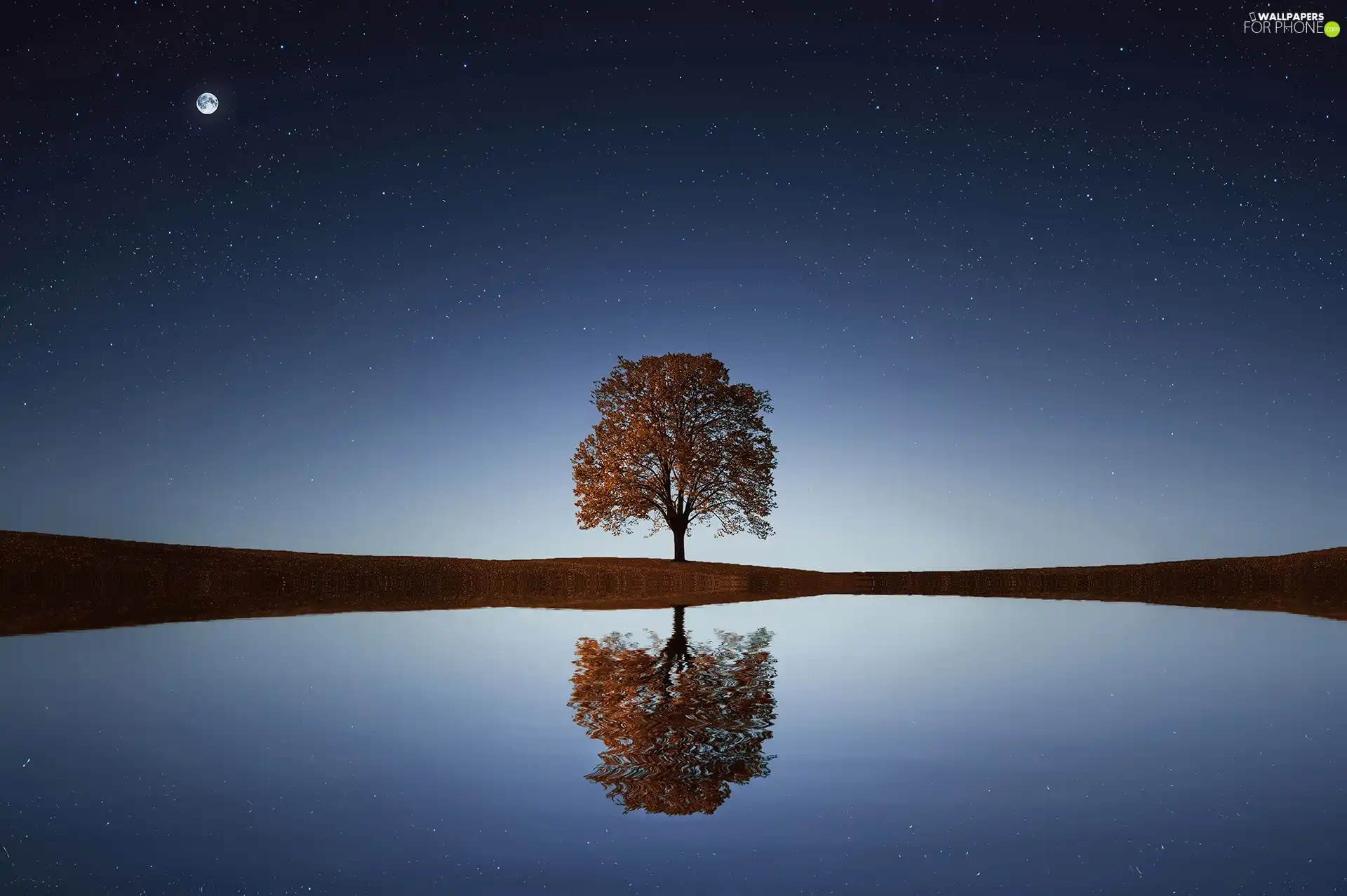 reflection, trees, water