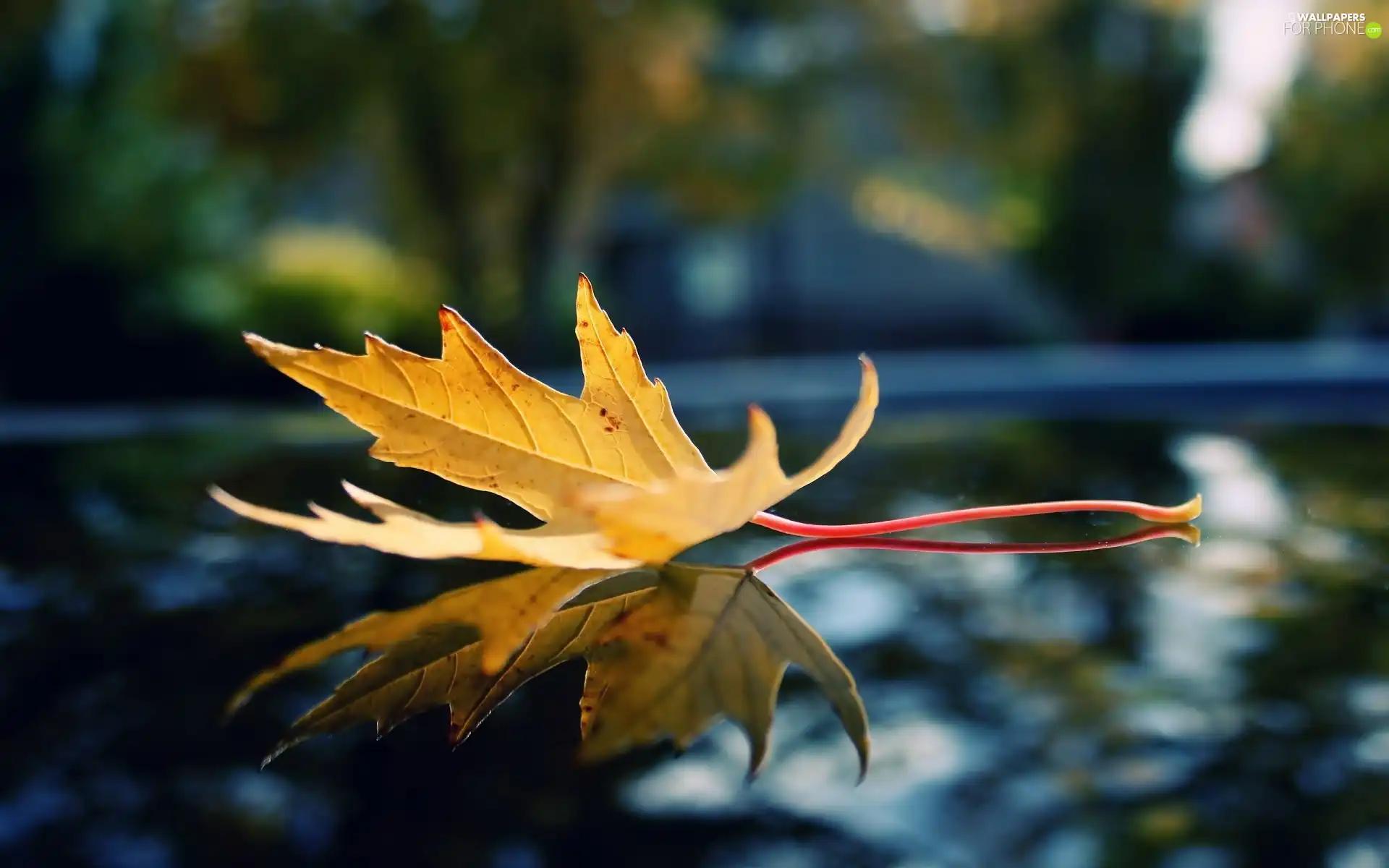 Yellow, leaf, reflection, maple