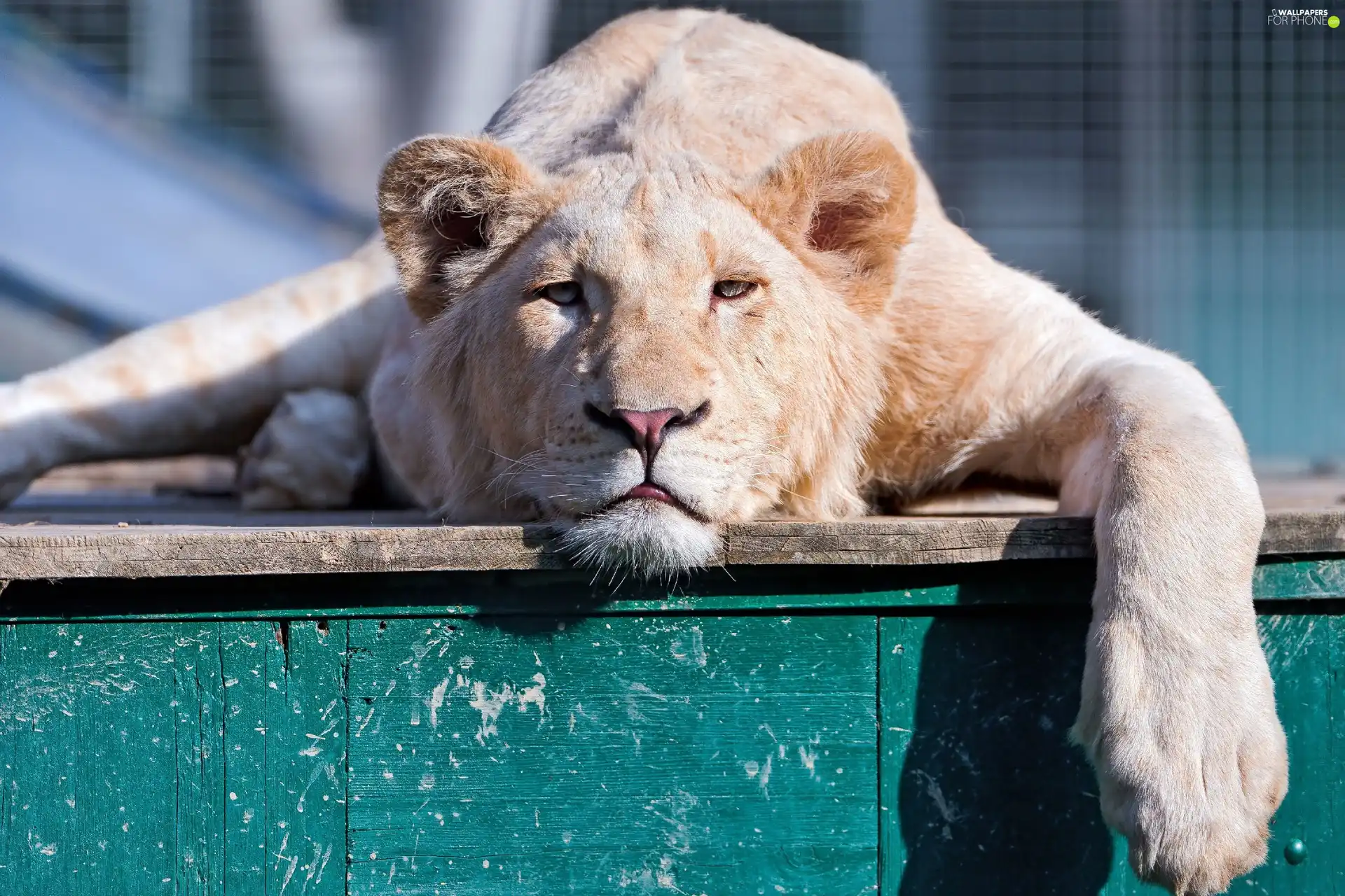 Lion, resting
