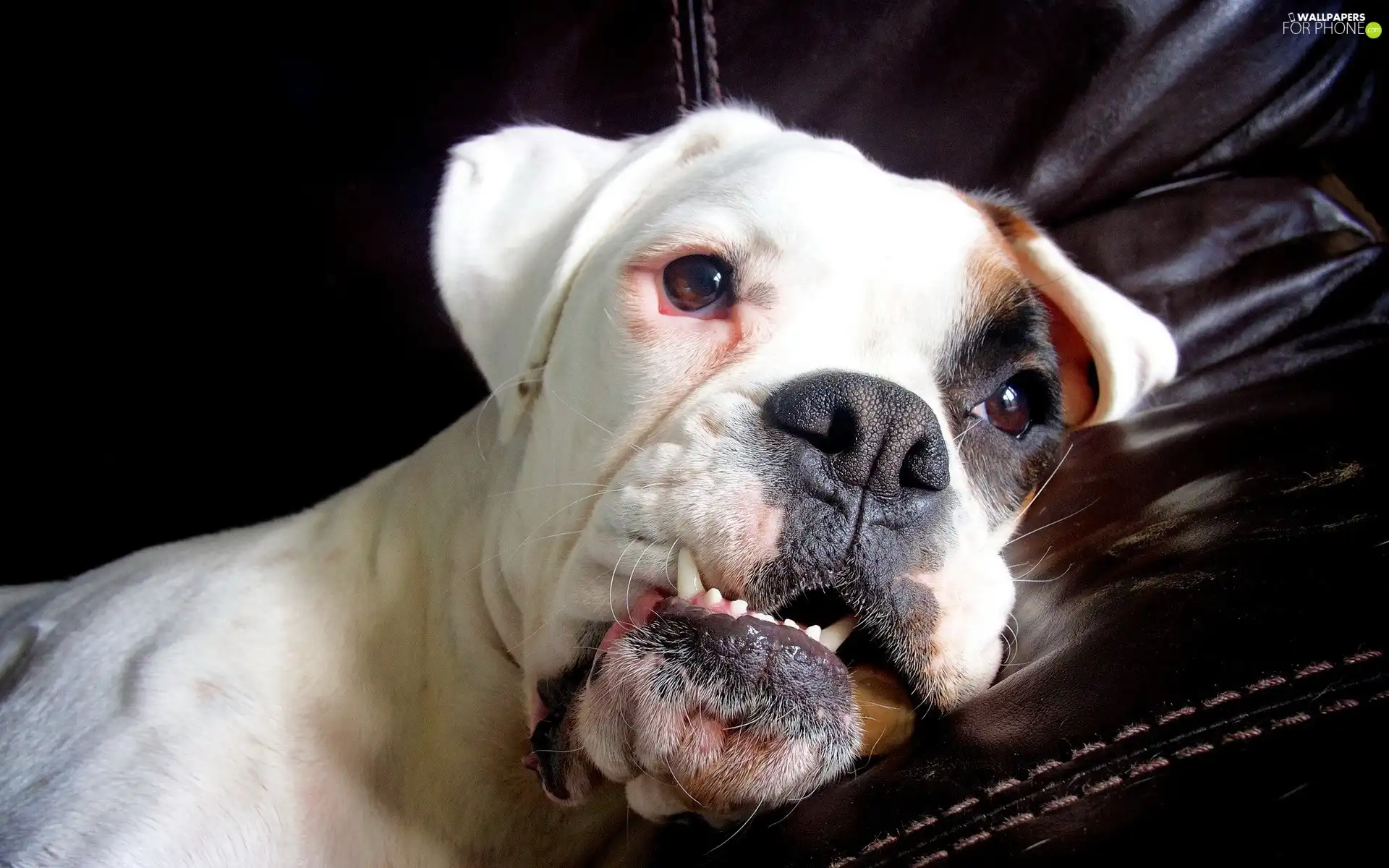 resting, dog, Teeth