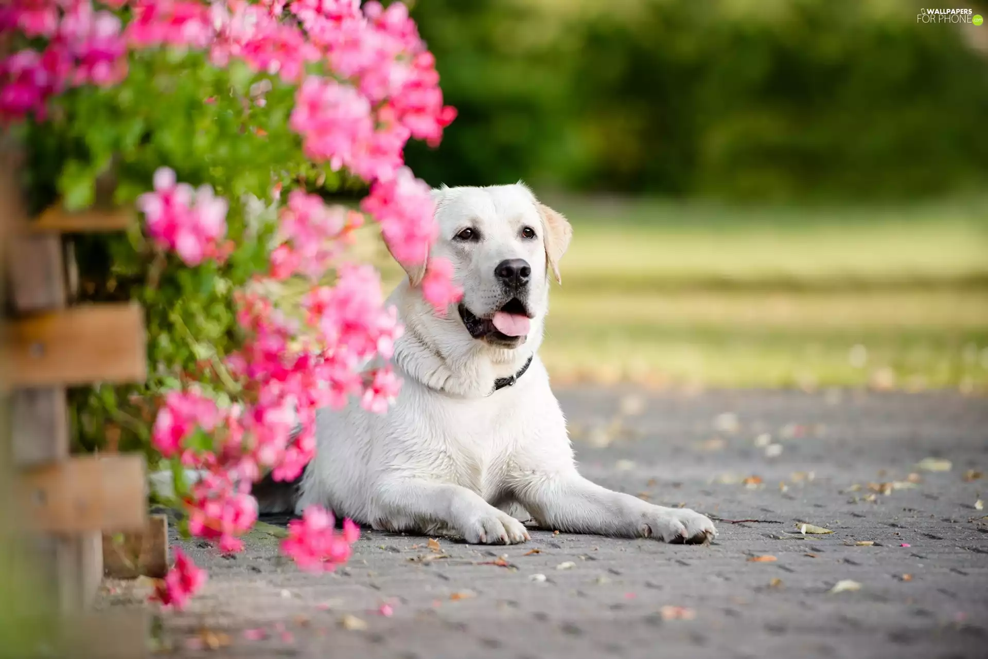 Flowers, dog, Labrador Retriever