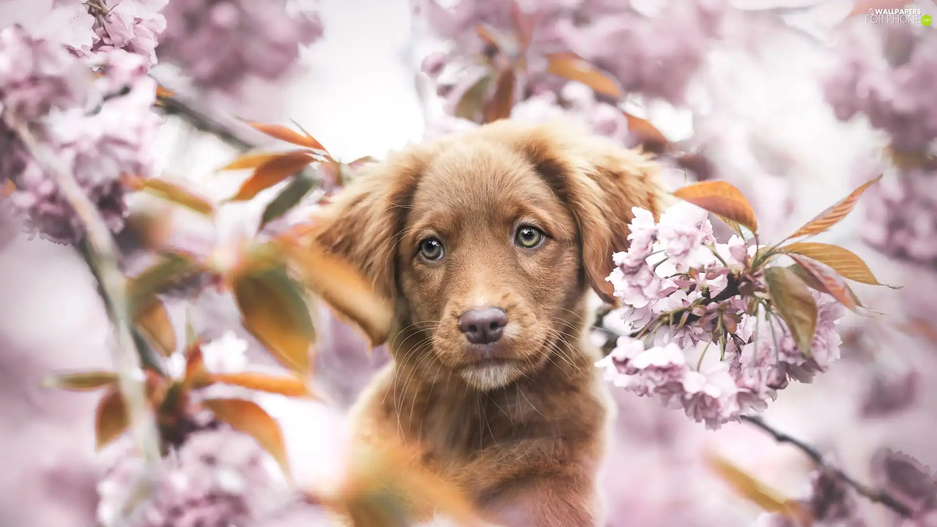 Retriever Nova Scotia, Brown, Fruit Tree, Puppy, dog, Flowers, blur