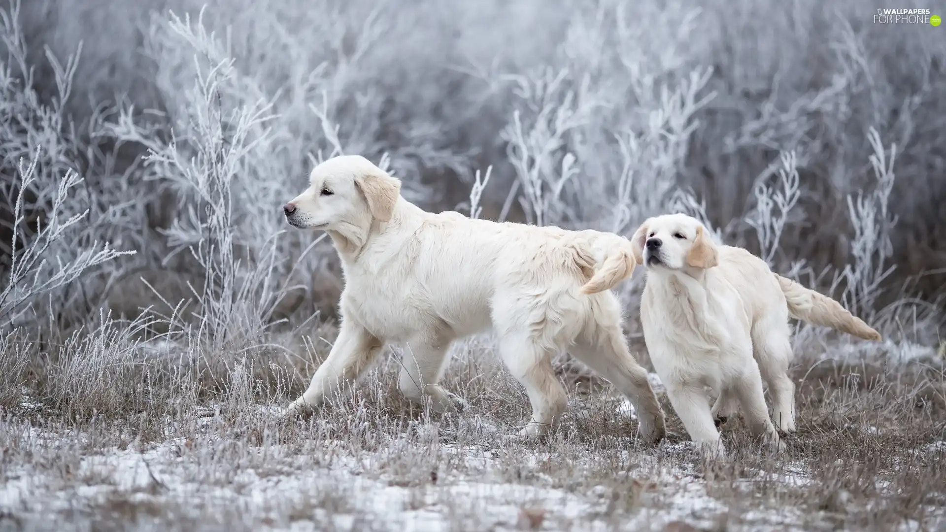 Golden Retrievery, Two cars, Dogs